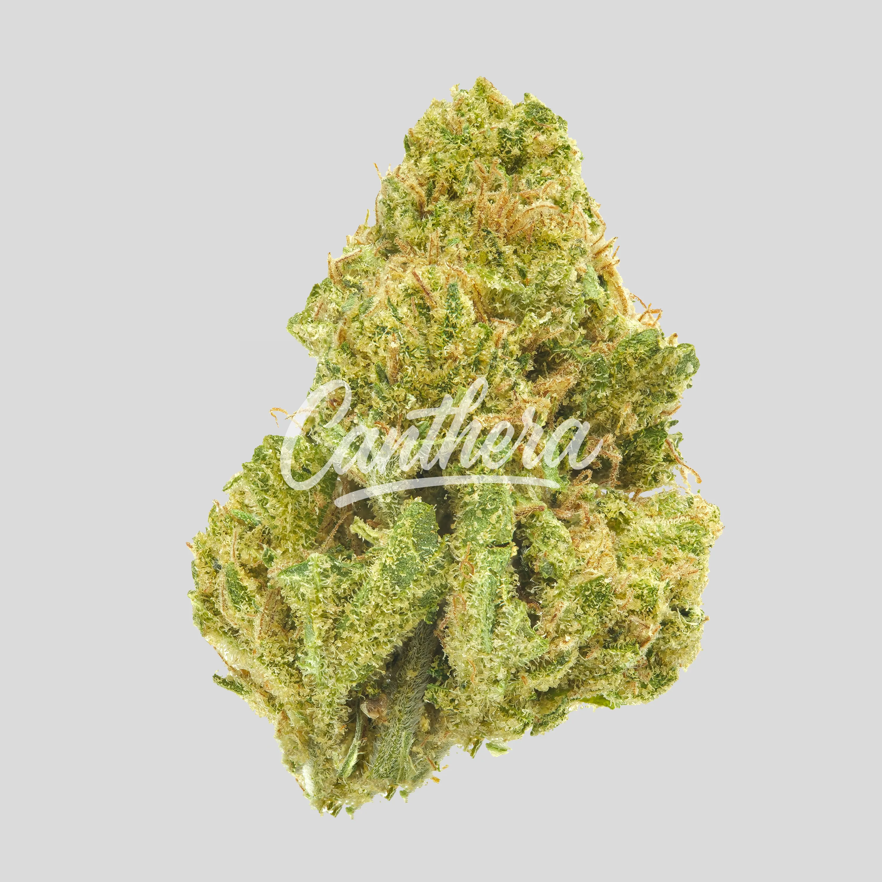 Remexian 20/1 MHI HUW - Humble Warrior