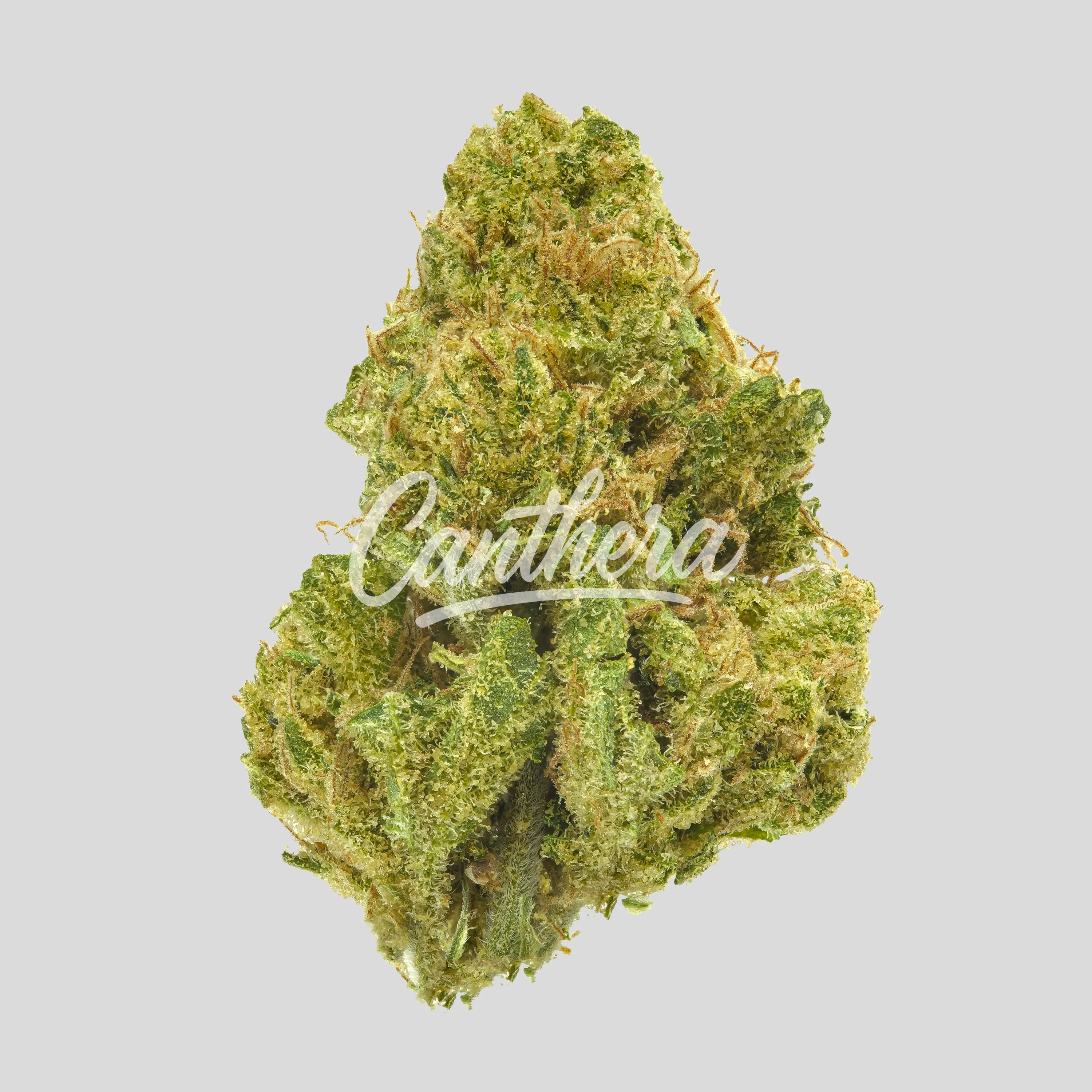 Remexian 20/1 MHI HUW - Humble Warrior Remexian 20/1 MHI HUW - Humble Warrior