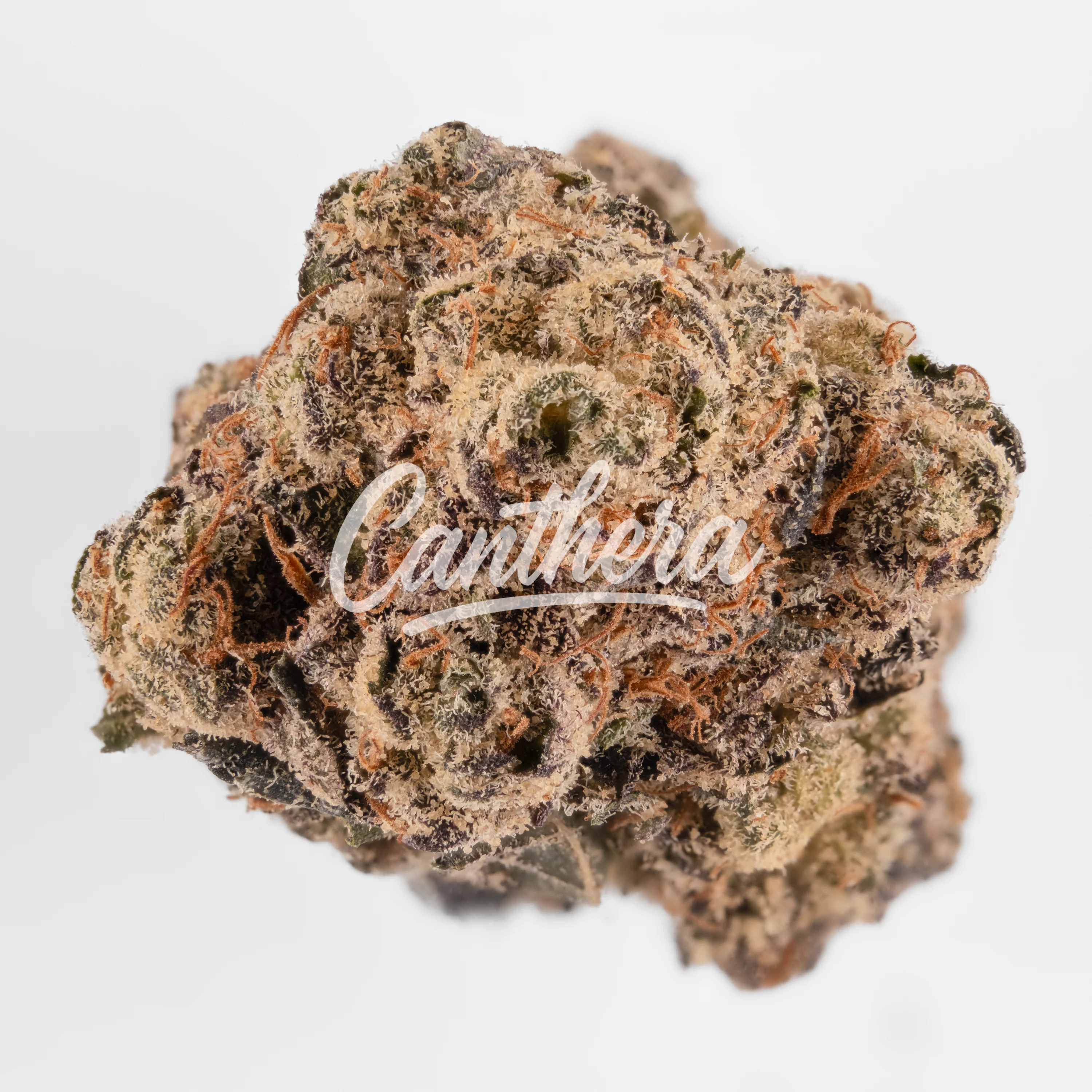 TYSON 2.0 26/1 Alexander The Great TYSON 2.0 26/1 Alexander The Great