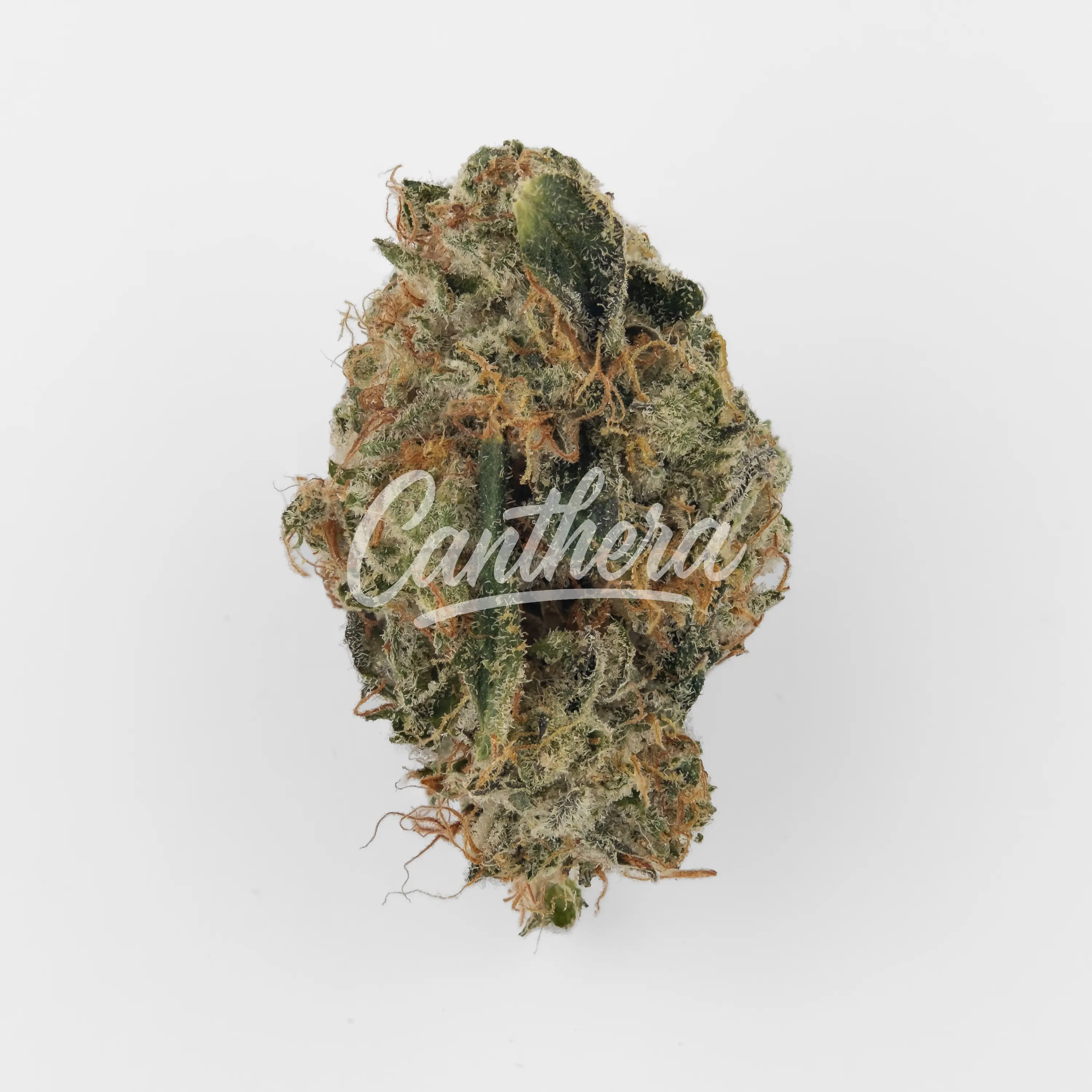 Nahaufnahme einer medizinischen Cannabisblüte