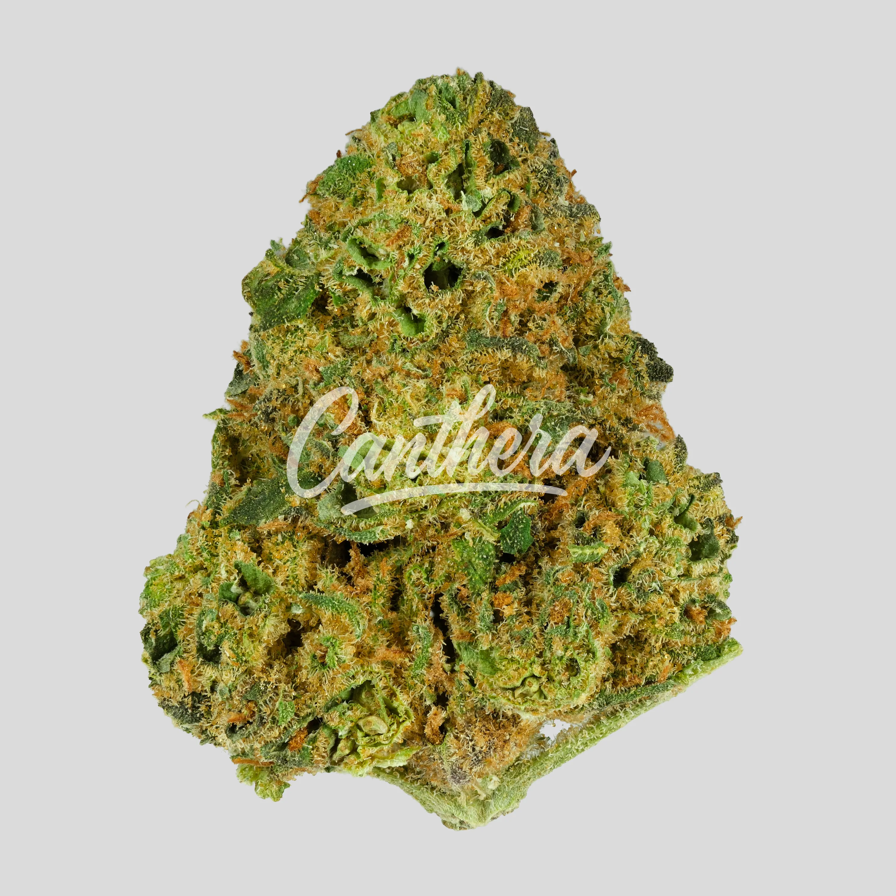 Enua 22/1 ABG CA - Sweets Enua 22/1 ABG CA - Sweets