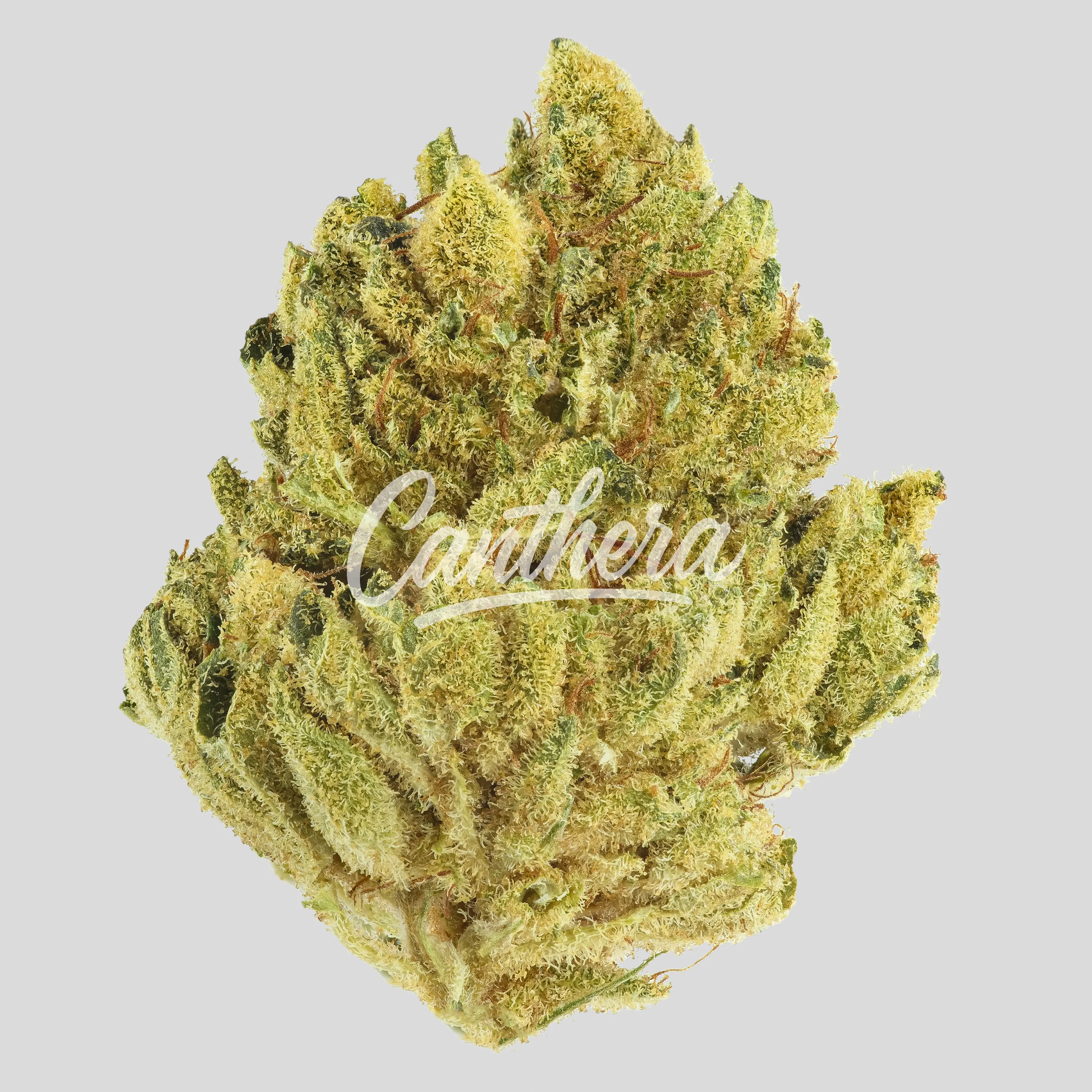 Remexian 20/1 MHI GG4 - Gorilla Glue