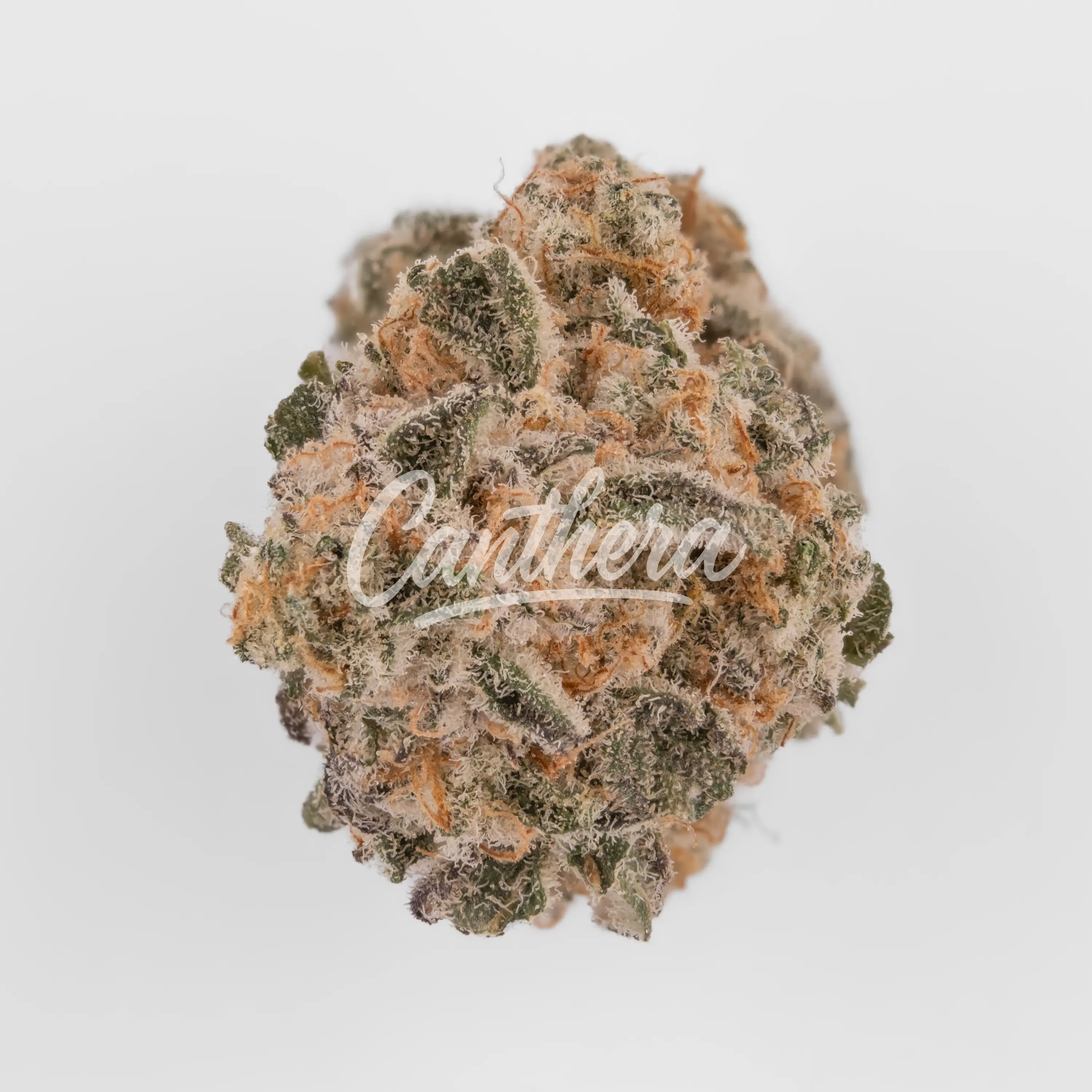 Nahaufnahme einer medizinischen Cannabisblüte