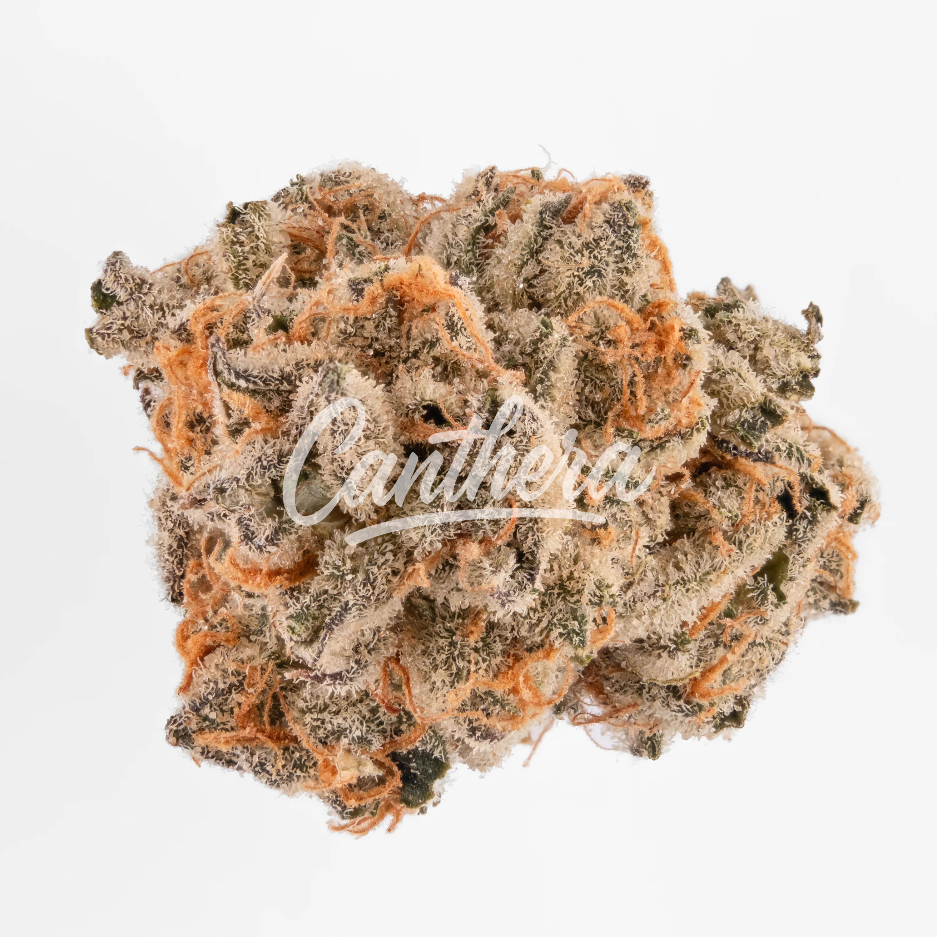 Nimbus Easy 26/1 French Cookies