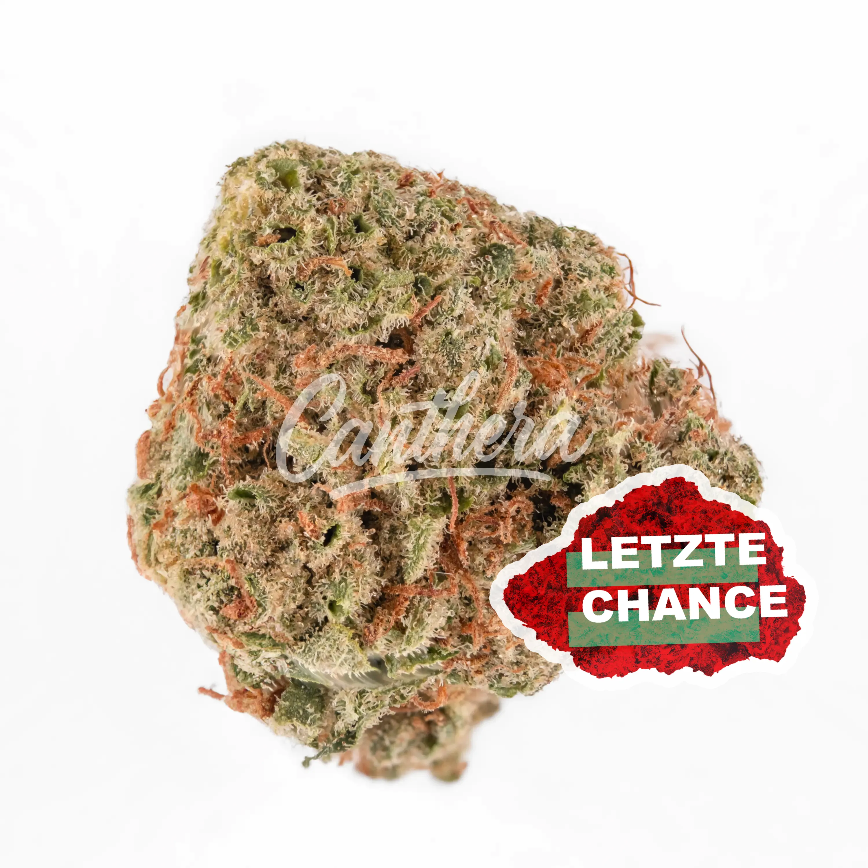 Herbery SC 26:01 Banana Cream