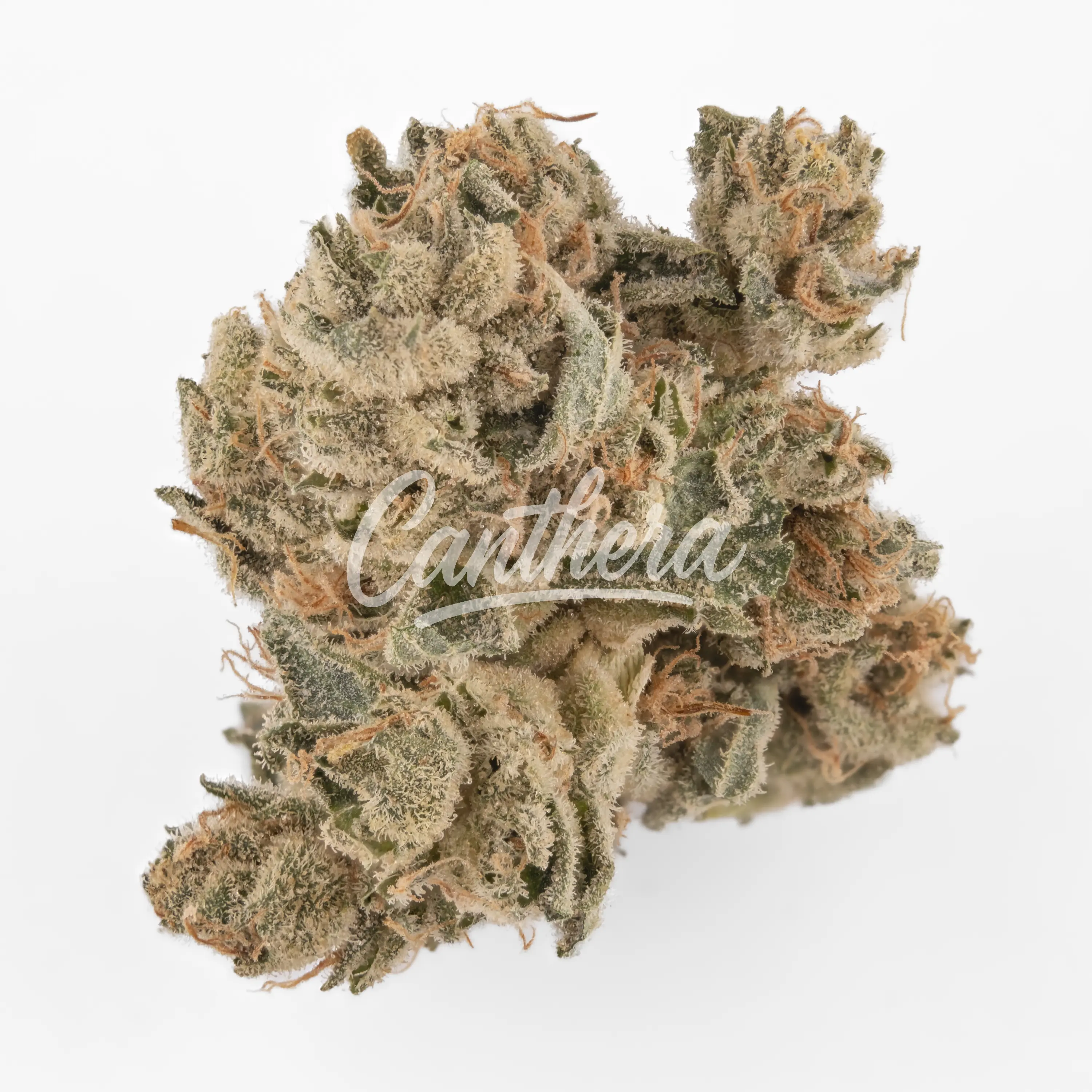 420 Natural 22/1 GG4 - Gorilla Glue 420 Natural 22/1 GG4 - Gorilla Glue