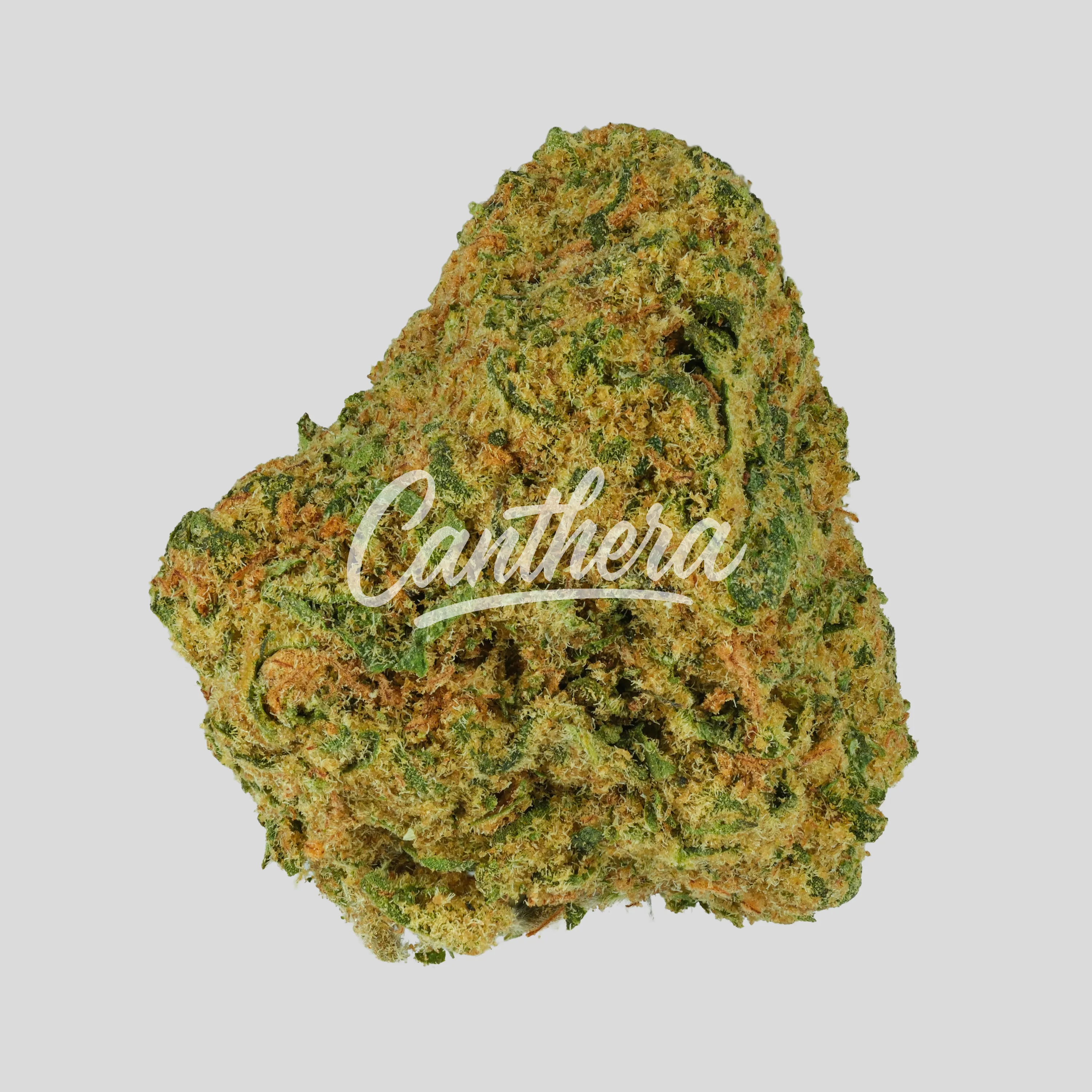 bava med 21/1 LEG-LA LLY - Legendary Larry