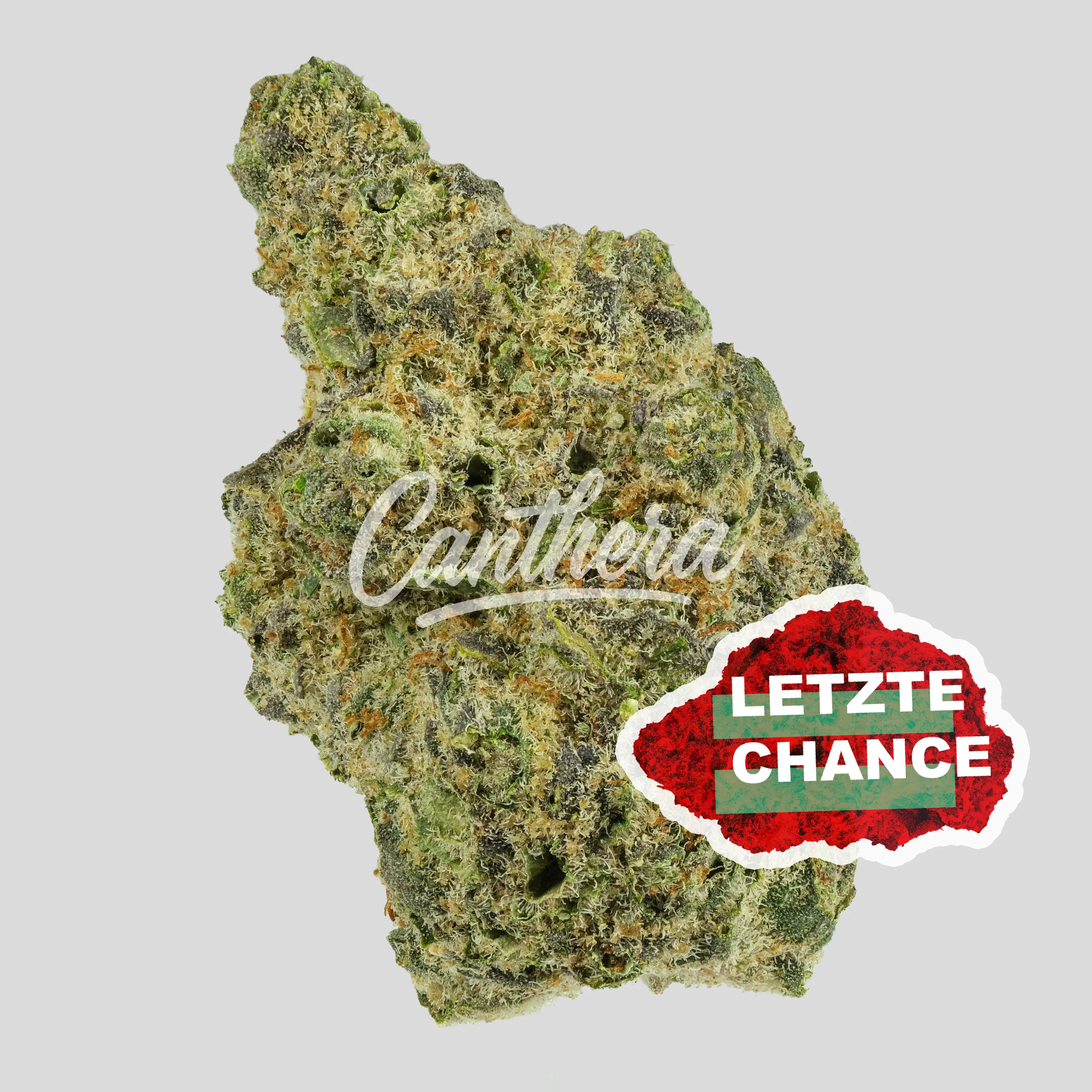 GrowMotion SBC24 - Super Buff Cherry