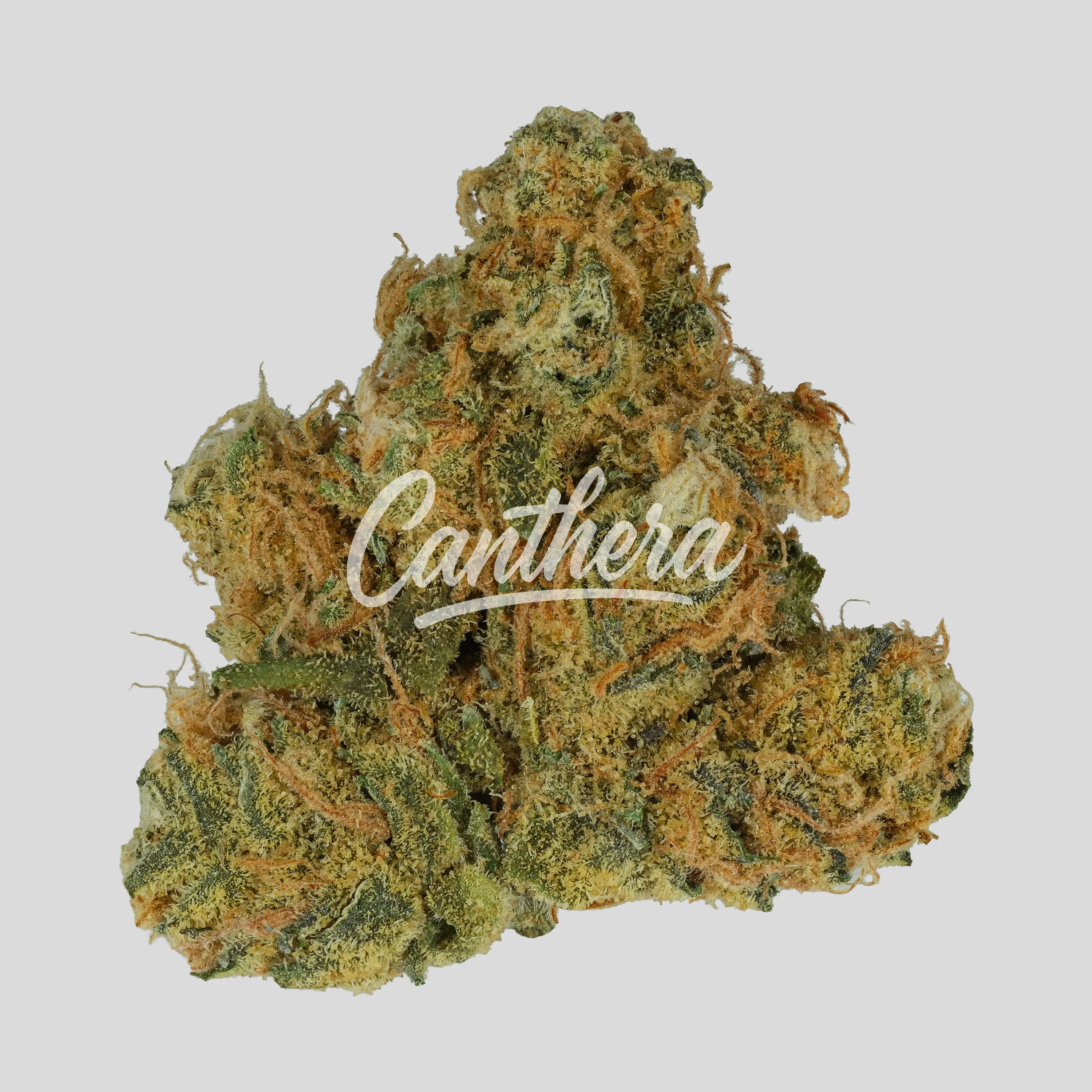 Eufloria 27/1 FCO - Frosted Cookies Eufloria 27/1 FCO - Frosted Cookies