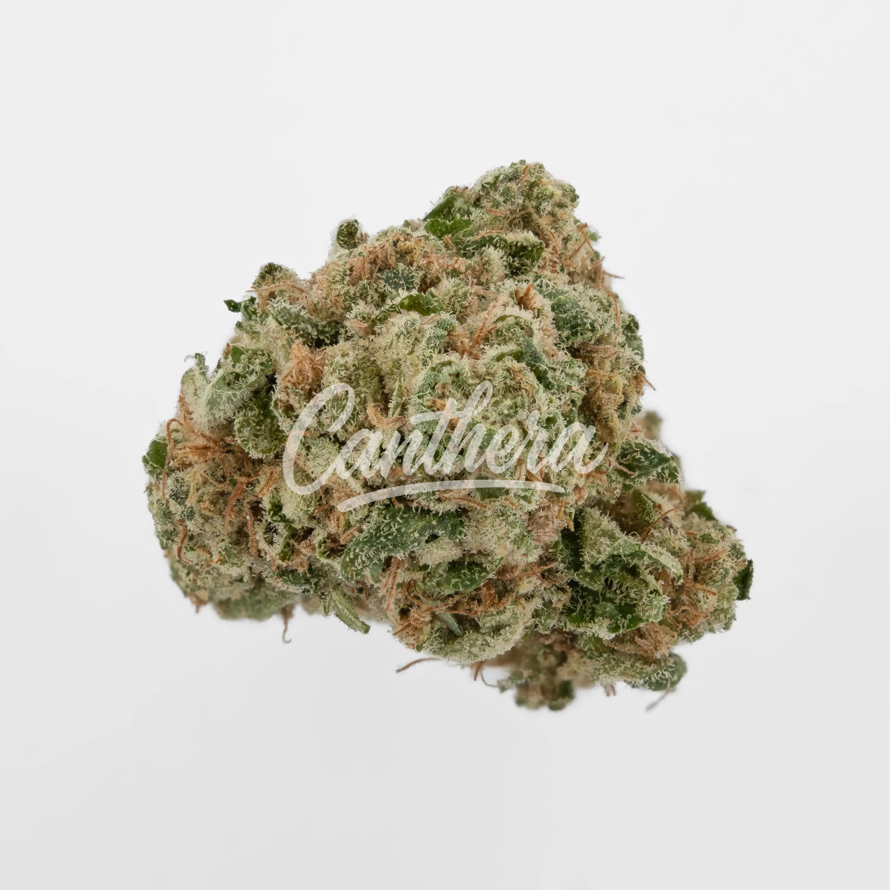 Huala 25/1 CA ALM - Alien Mints Nahaufnahme einer medizinischen Cannabisblüte