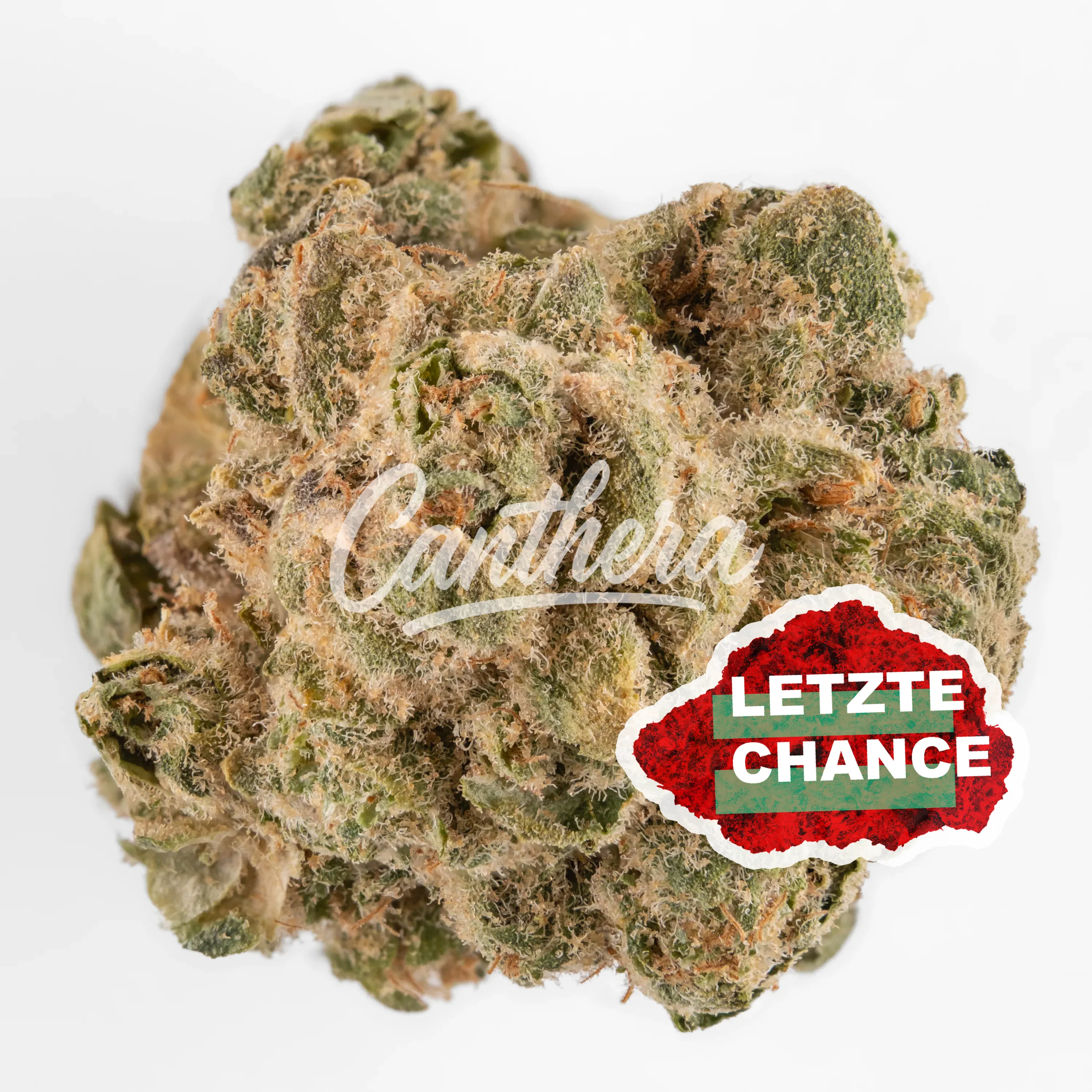 Origine Nature GG 21/1 Golden Gauth