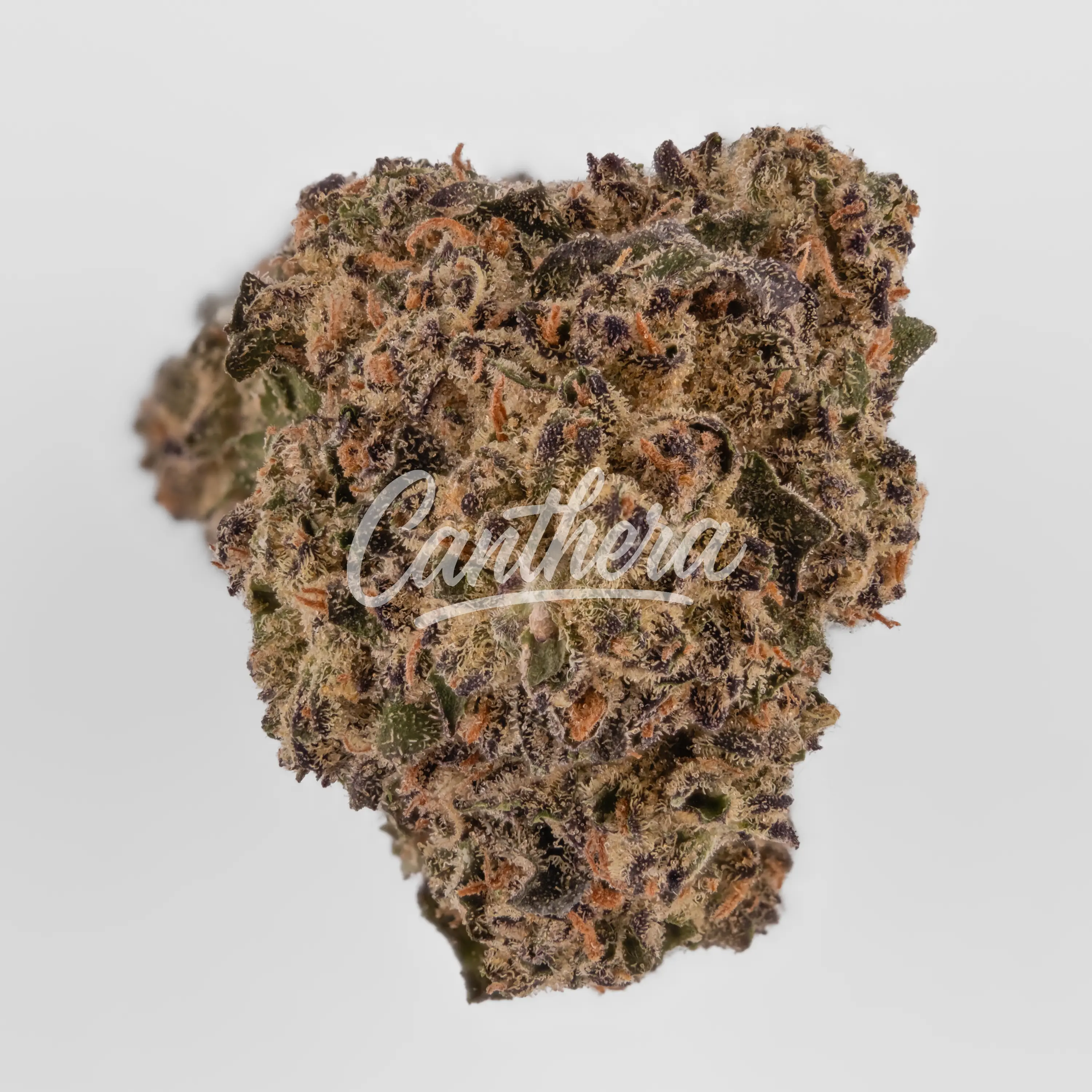 Nahaufnahme einer medizinischen Cannabisblüte