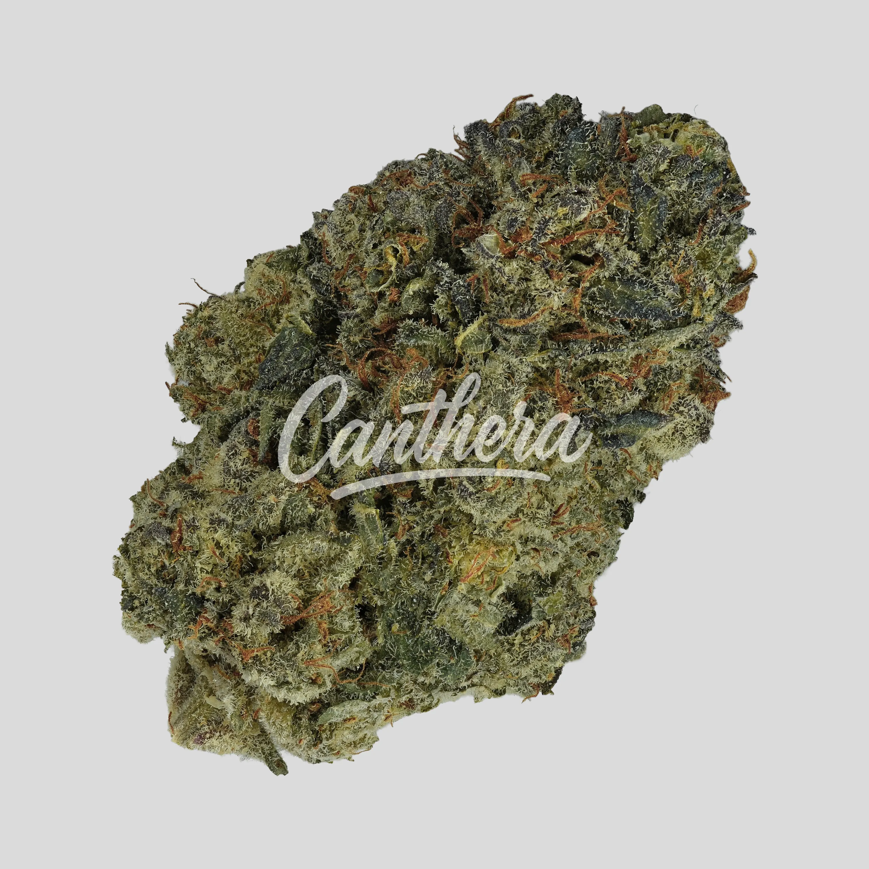 420 Evolution 30/1 CA FFC - Frosted Fruit Cake 420 Evolution 30/1 CA FFC - Frosted Fruit Cake