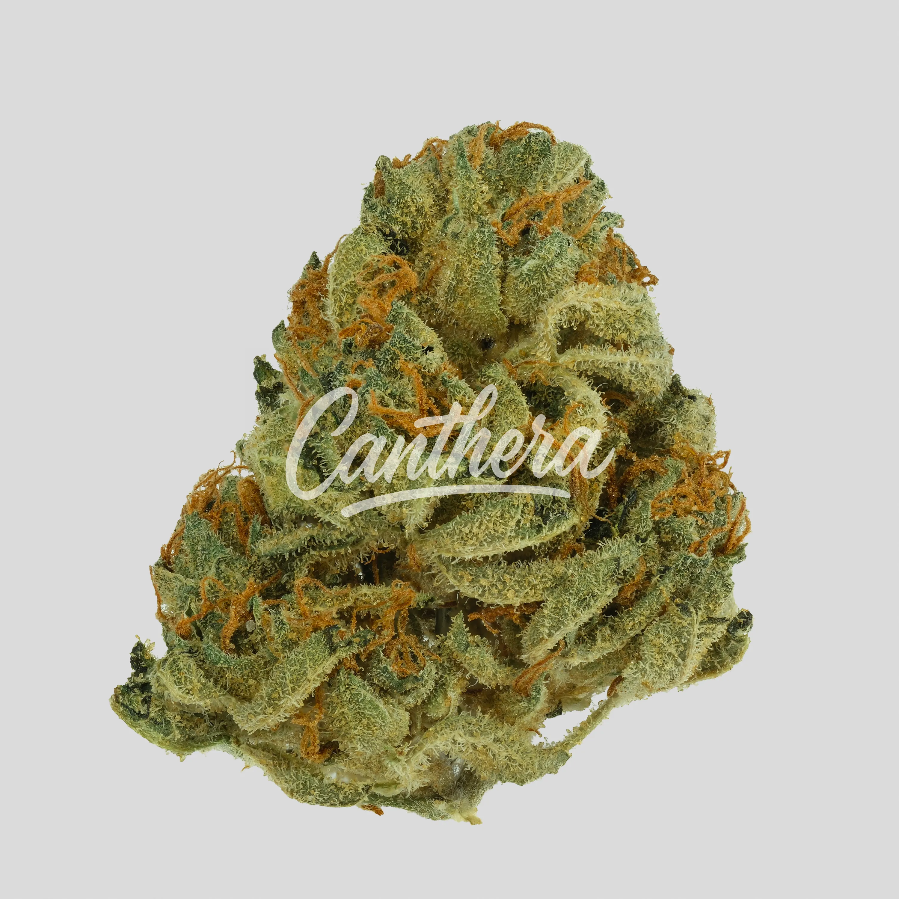 NICE 20/1 LMJ - Lemon Jane