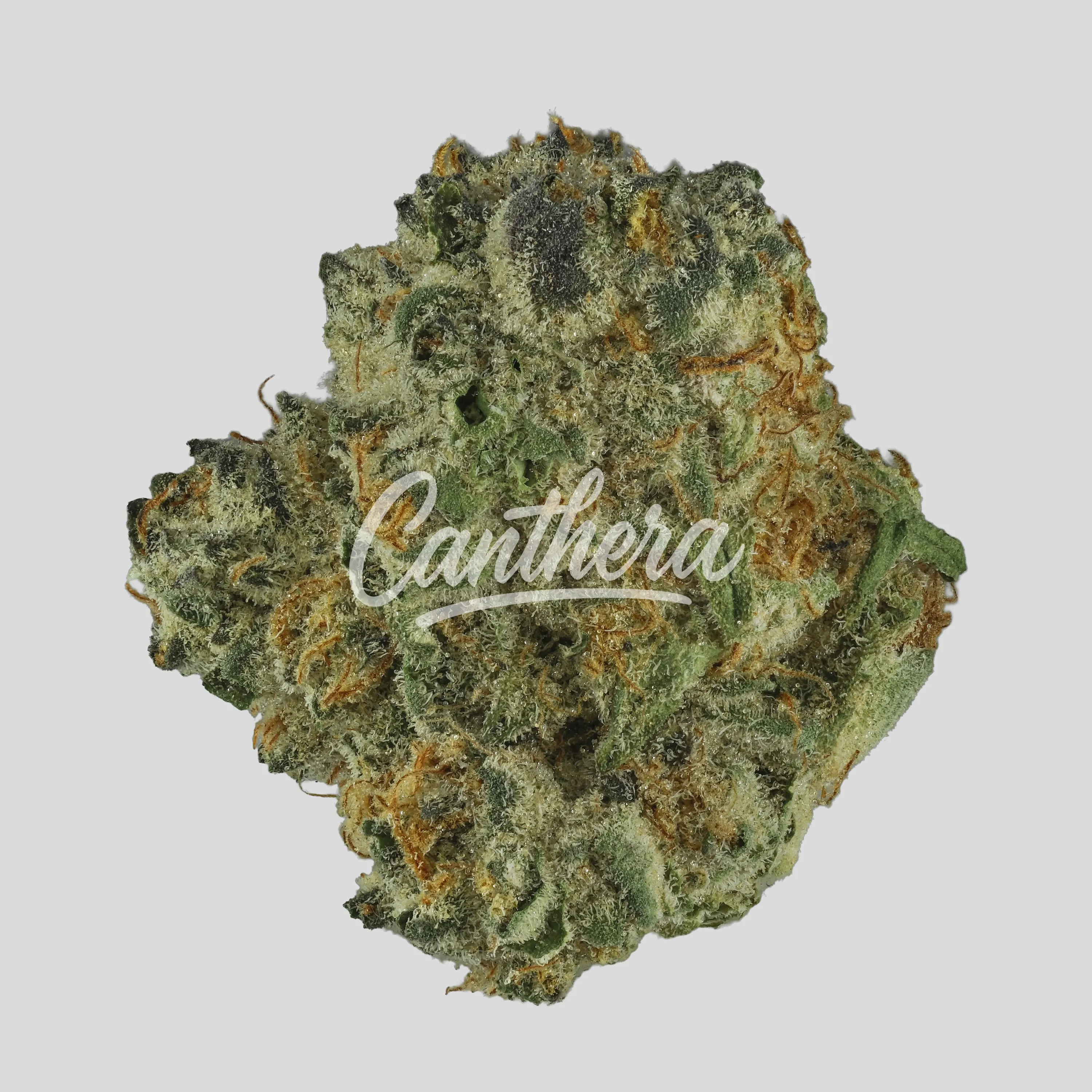 Demecan Craft Aloha 34/1 - 98ALOHA WHITE WIDOW X TRAINWRECK