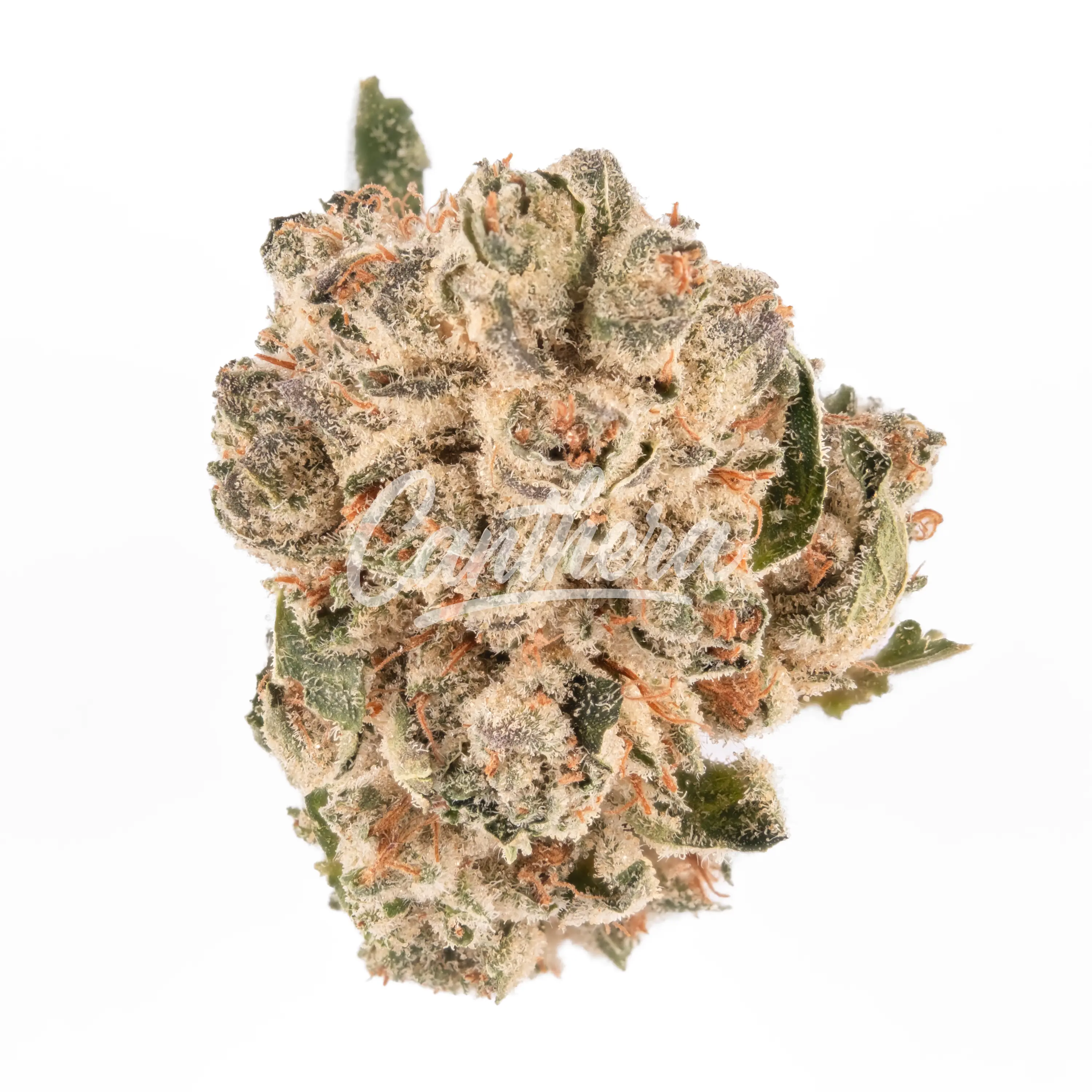 enua 22/1 JFG CA - Jet Fuel Gelato