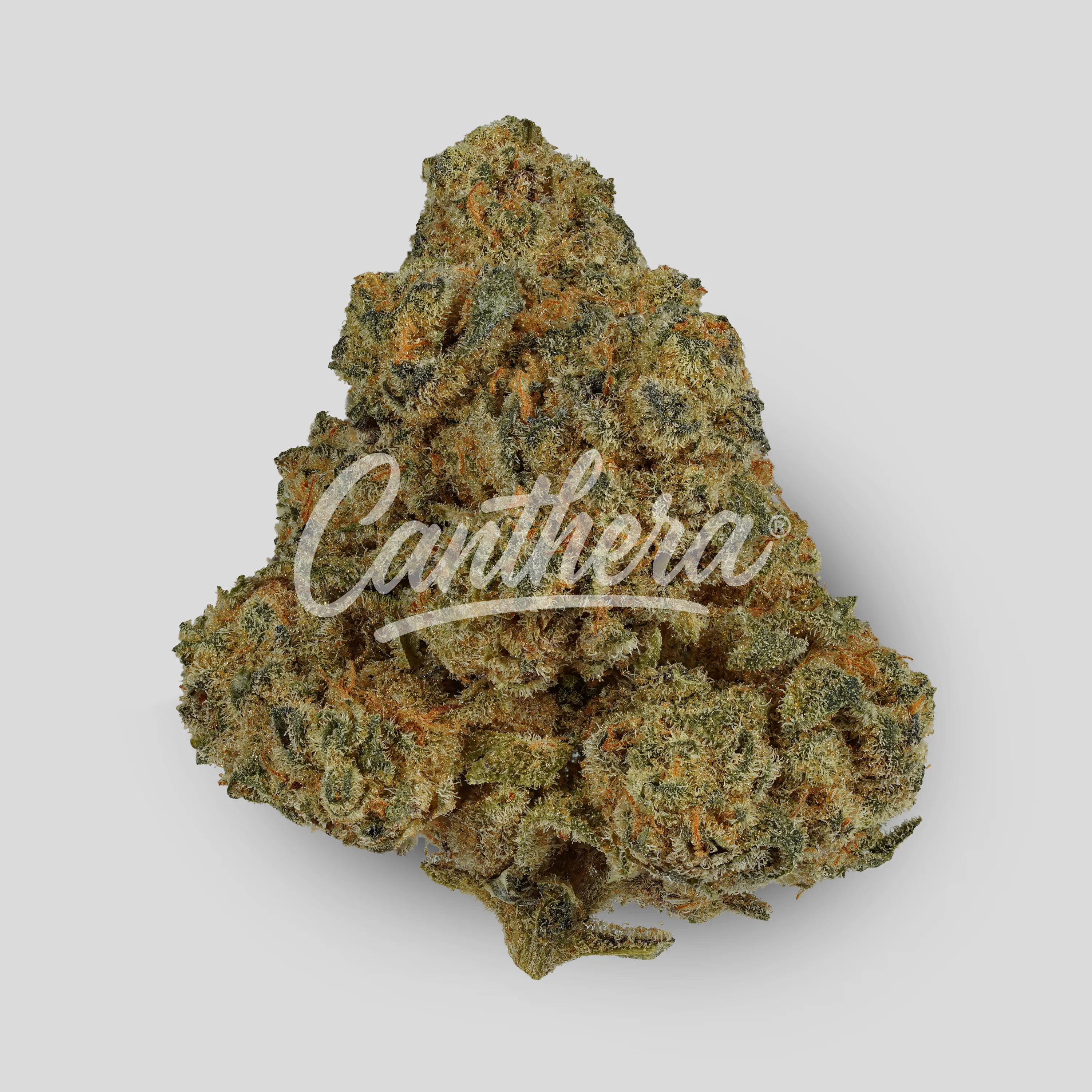 Cannamedical Indica Forte BC - Bubblegum Kush Mintz