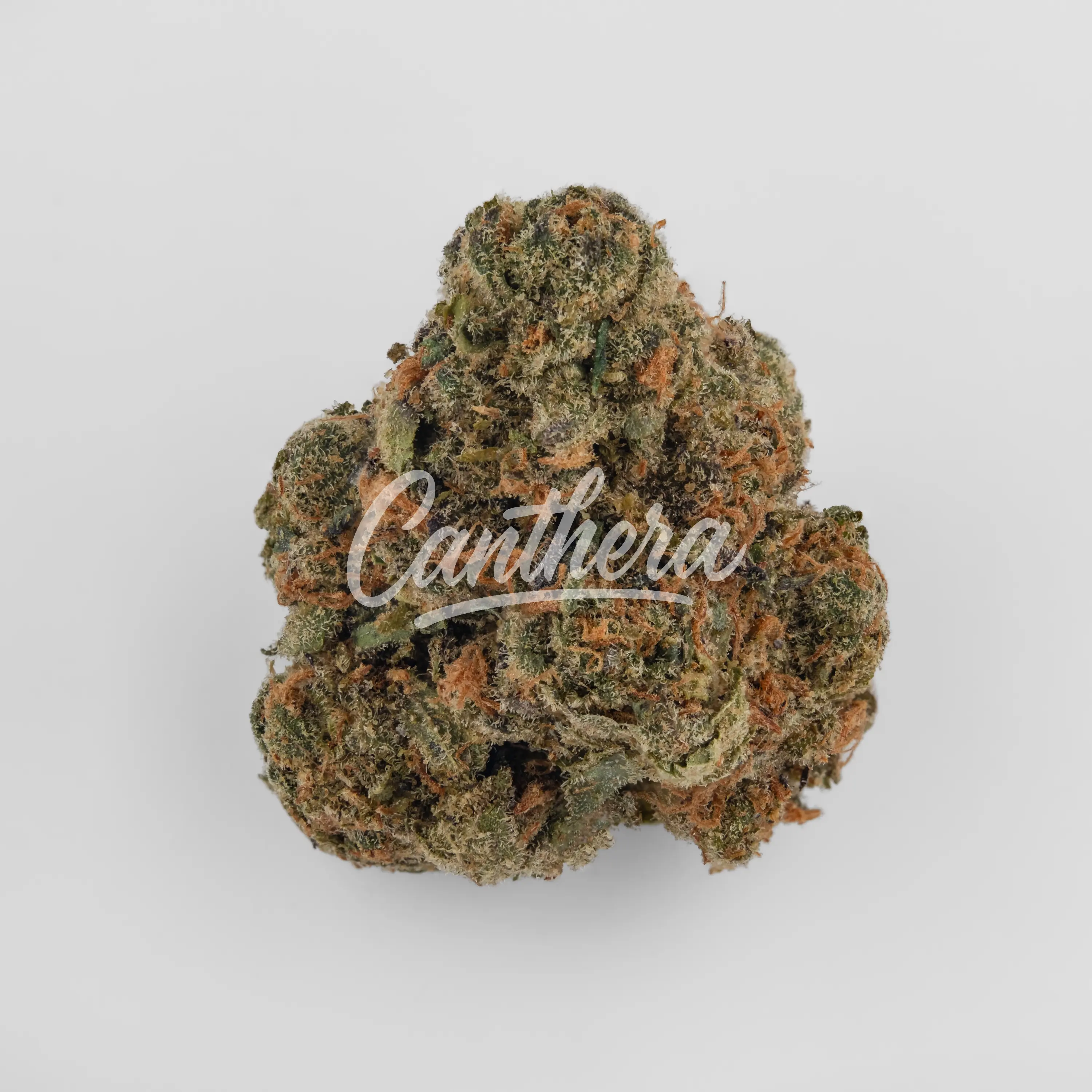 420 Compound 30/1 GAP - Gastro Pop Nahaufnahme einer medizinischen Cannabisblüte