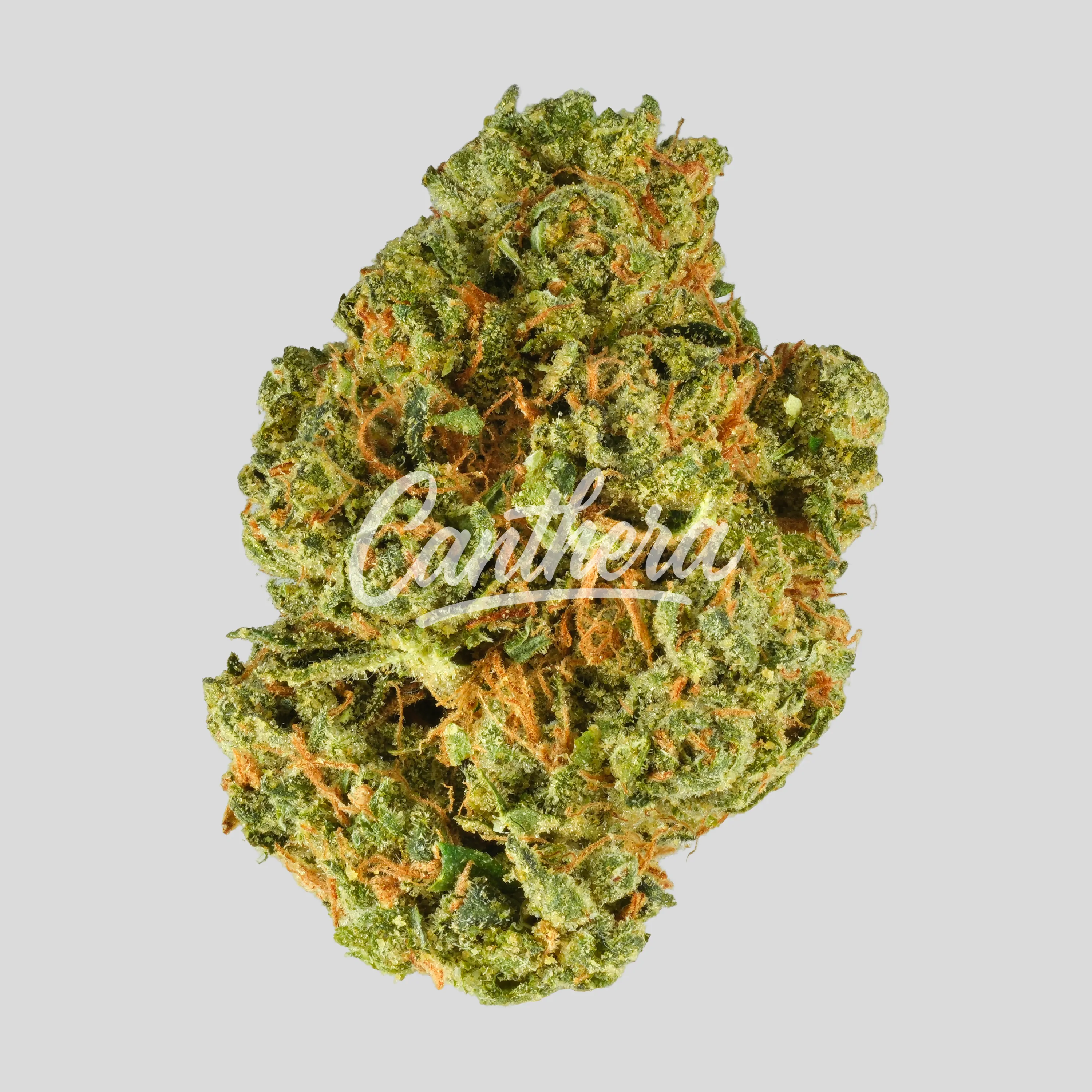 Luana 25/1 Donny B - Bunatic Luana 25/1 Donny B - Bunatic