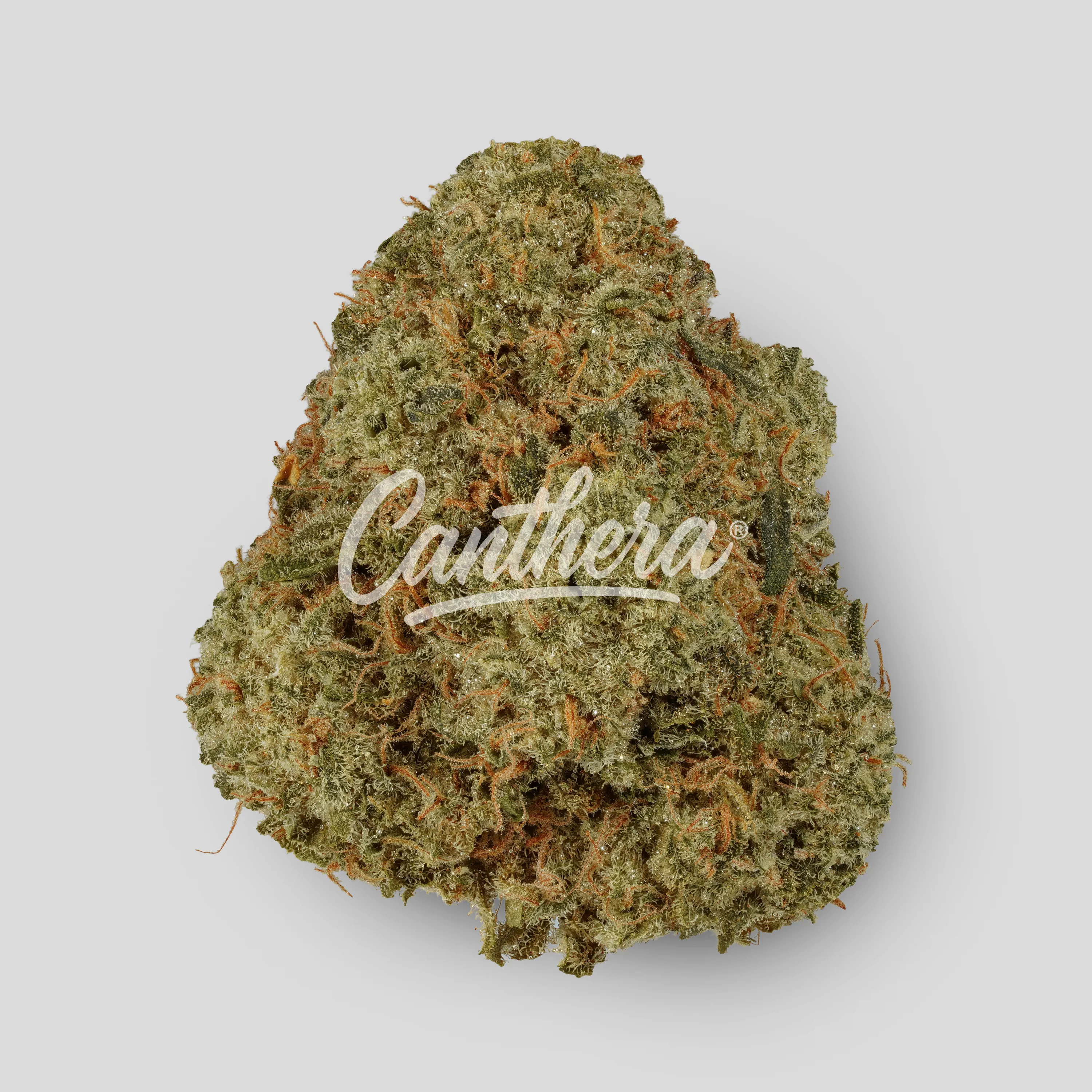 Cannamedical Indica Forte DK - Blue Cheese