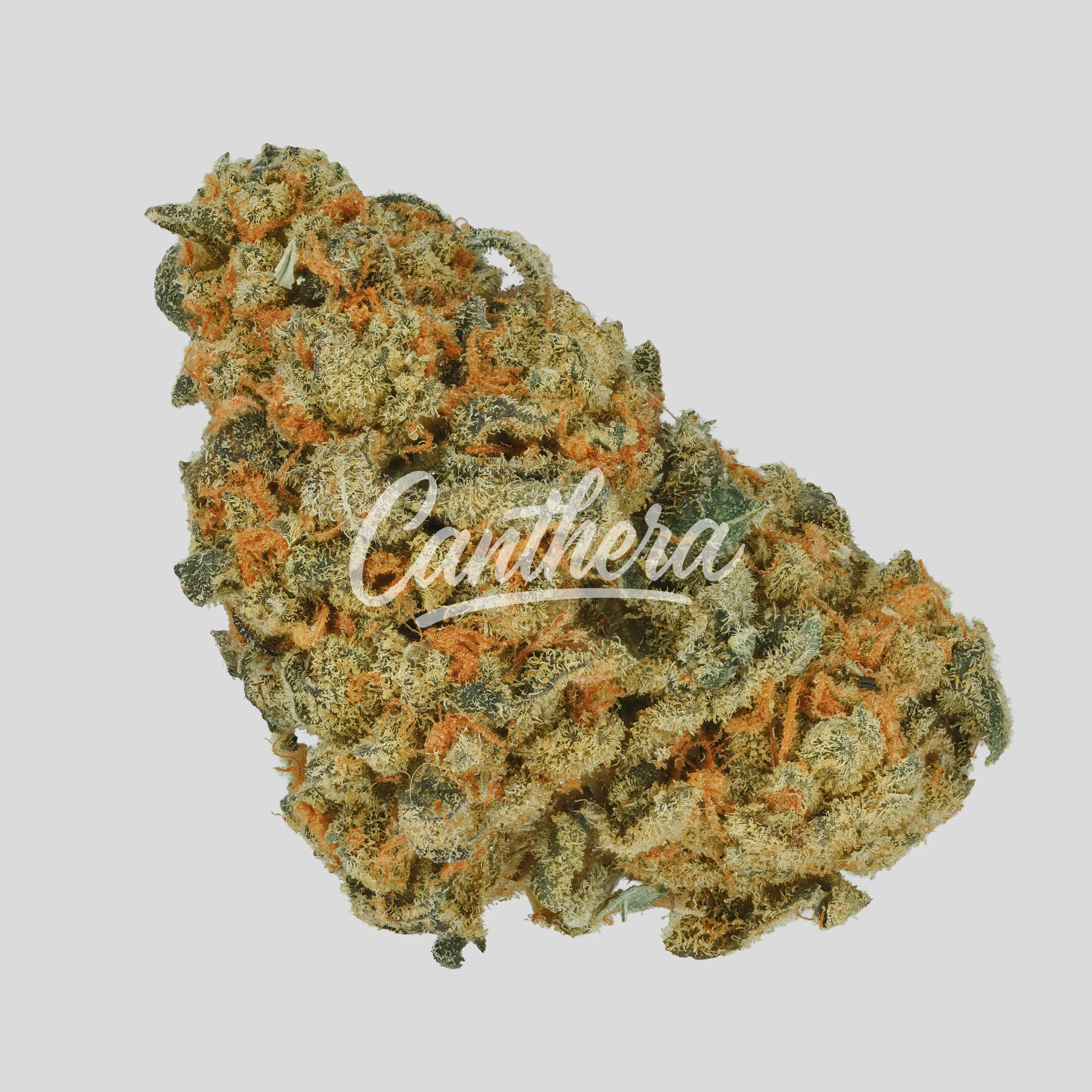 Tweed LMH 26/1 - Loud Mouth