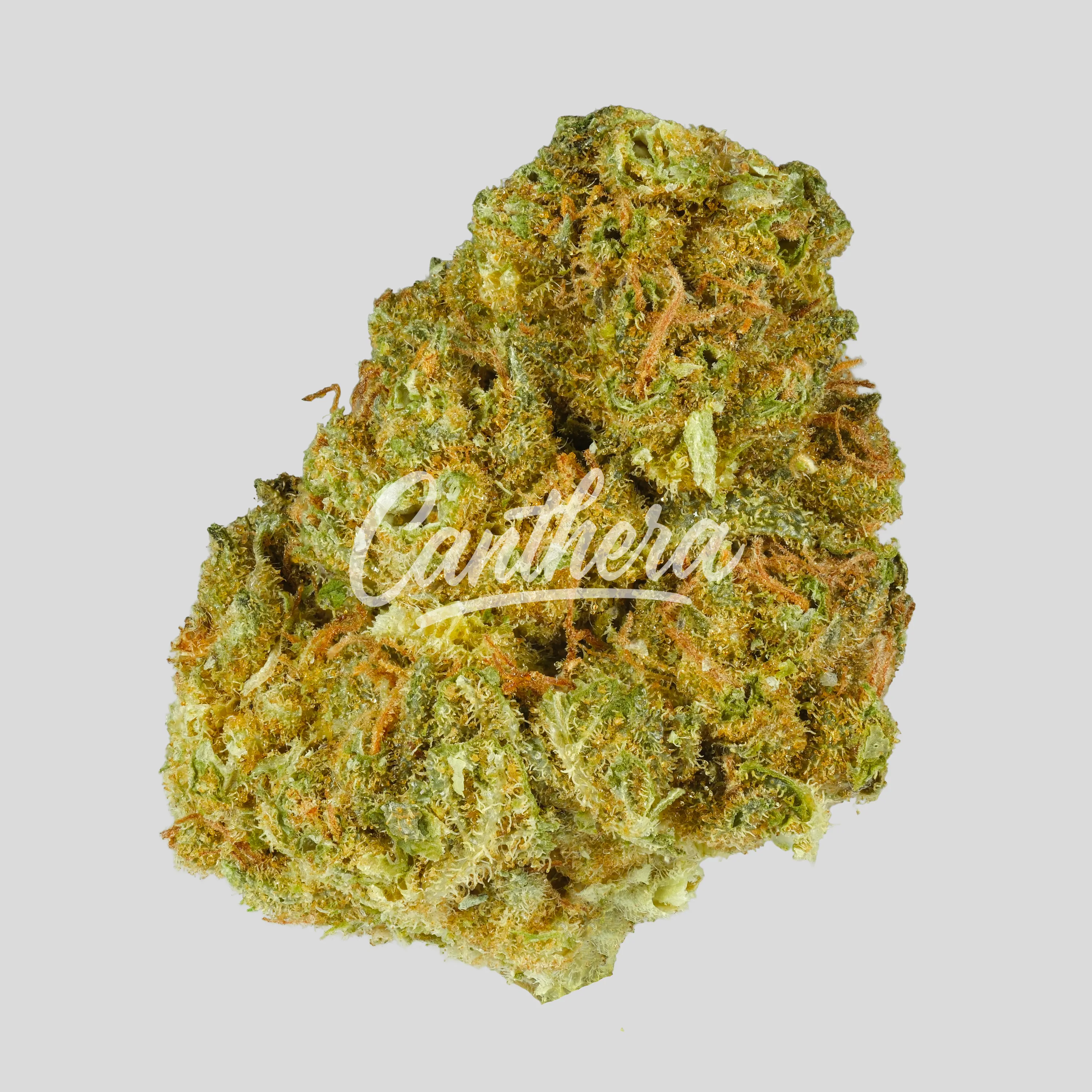 Remexian WTF 24/1 MIC SGC Sugar Cookies Remexian WTF 24/1 MIC SGC Sugar Cookies