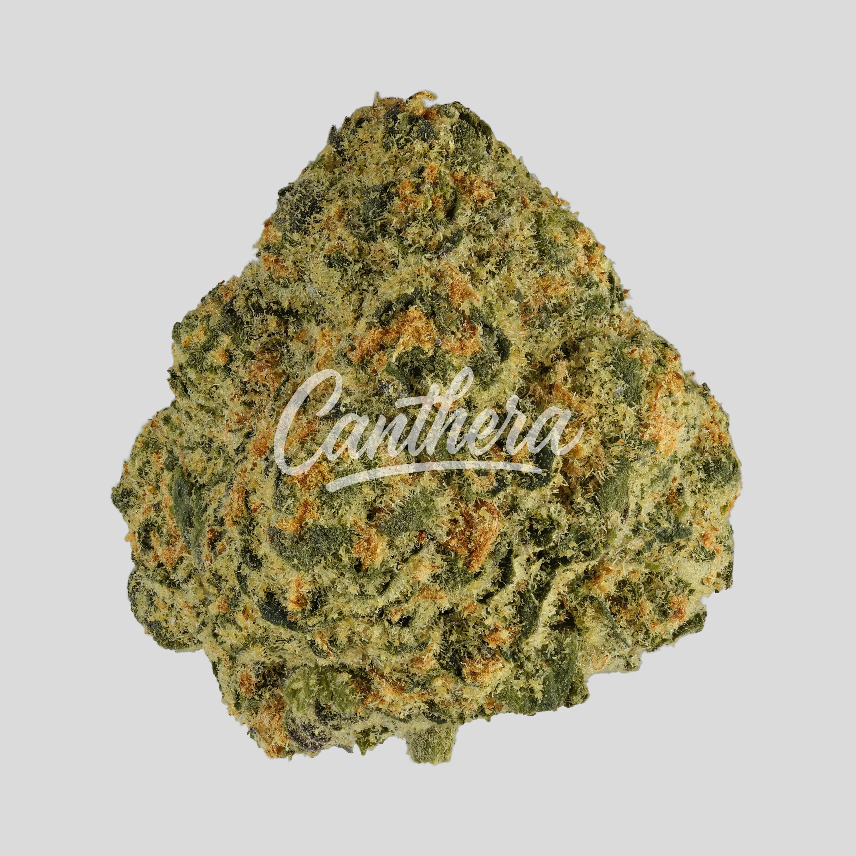 DrWatson 24 LG AUS - London Gelatti