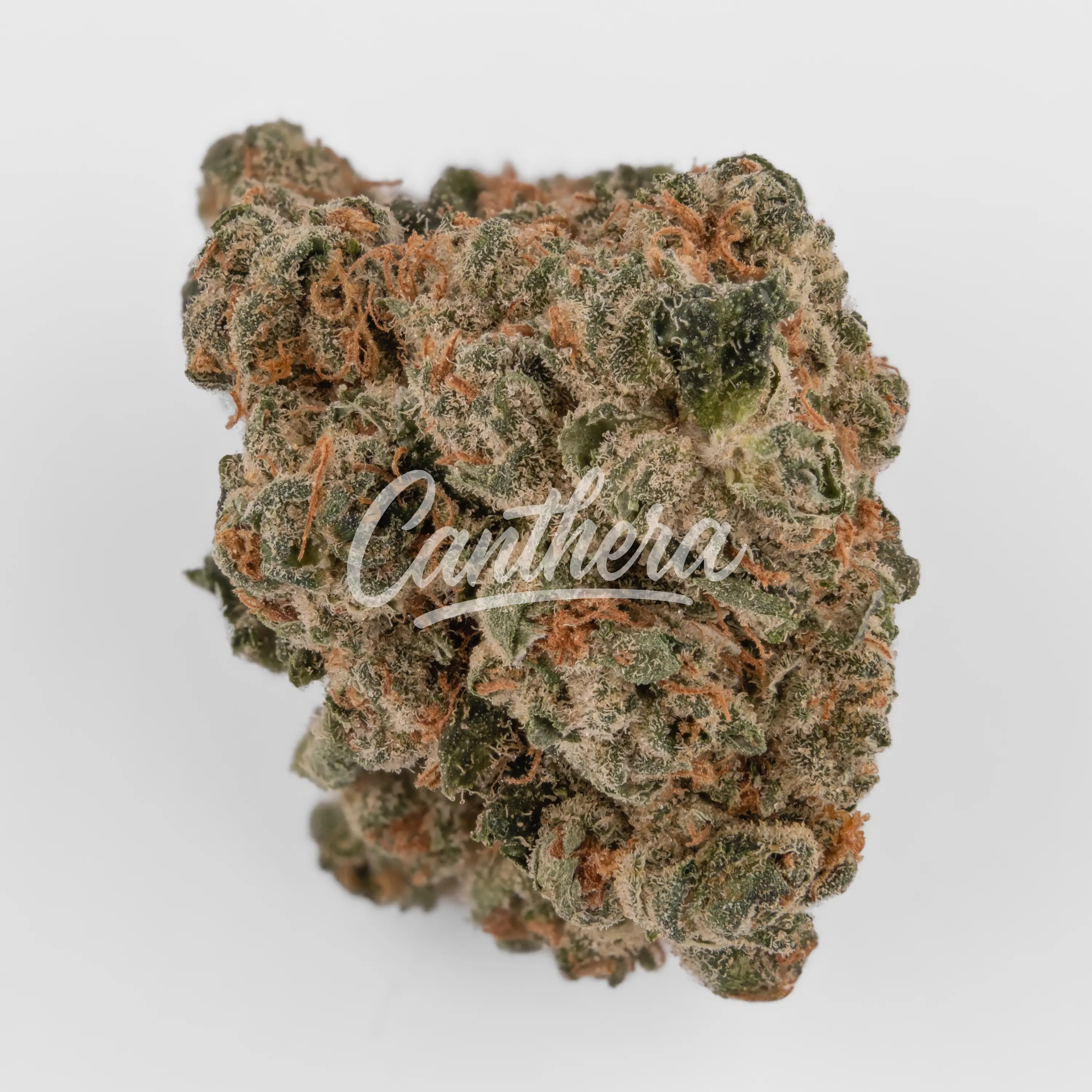 420 Sungrown 27/1 CA LLY - Legendary Larry Nahaufnahme einer medizinischen Cannabisblüte