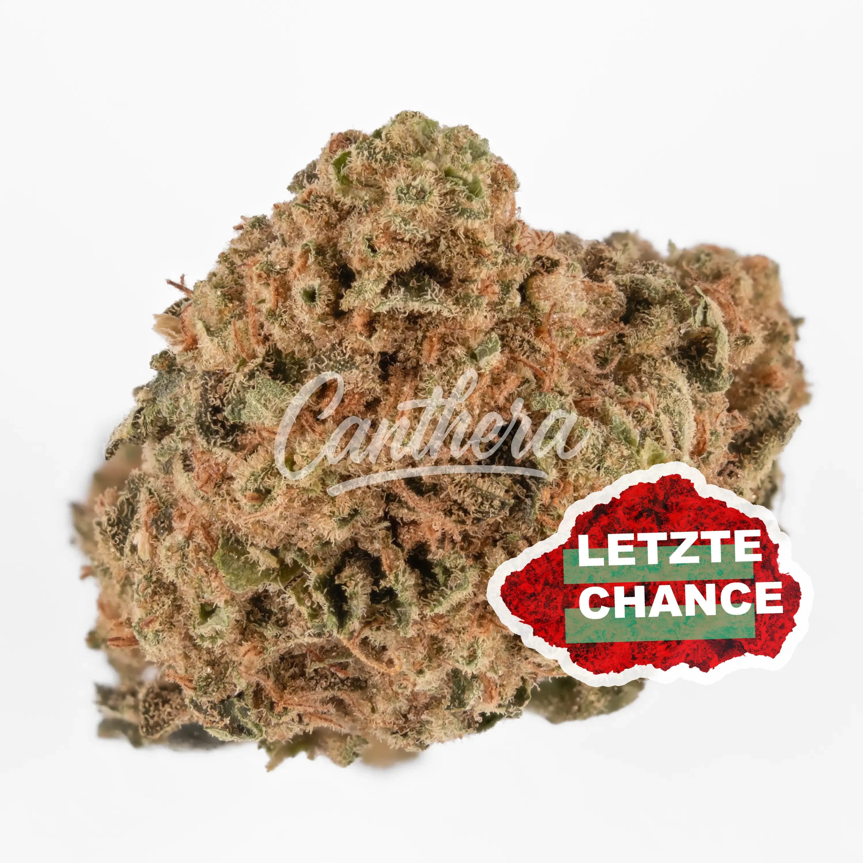 Remexian 27/1 OTA ZAD Zanda´s Dream