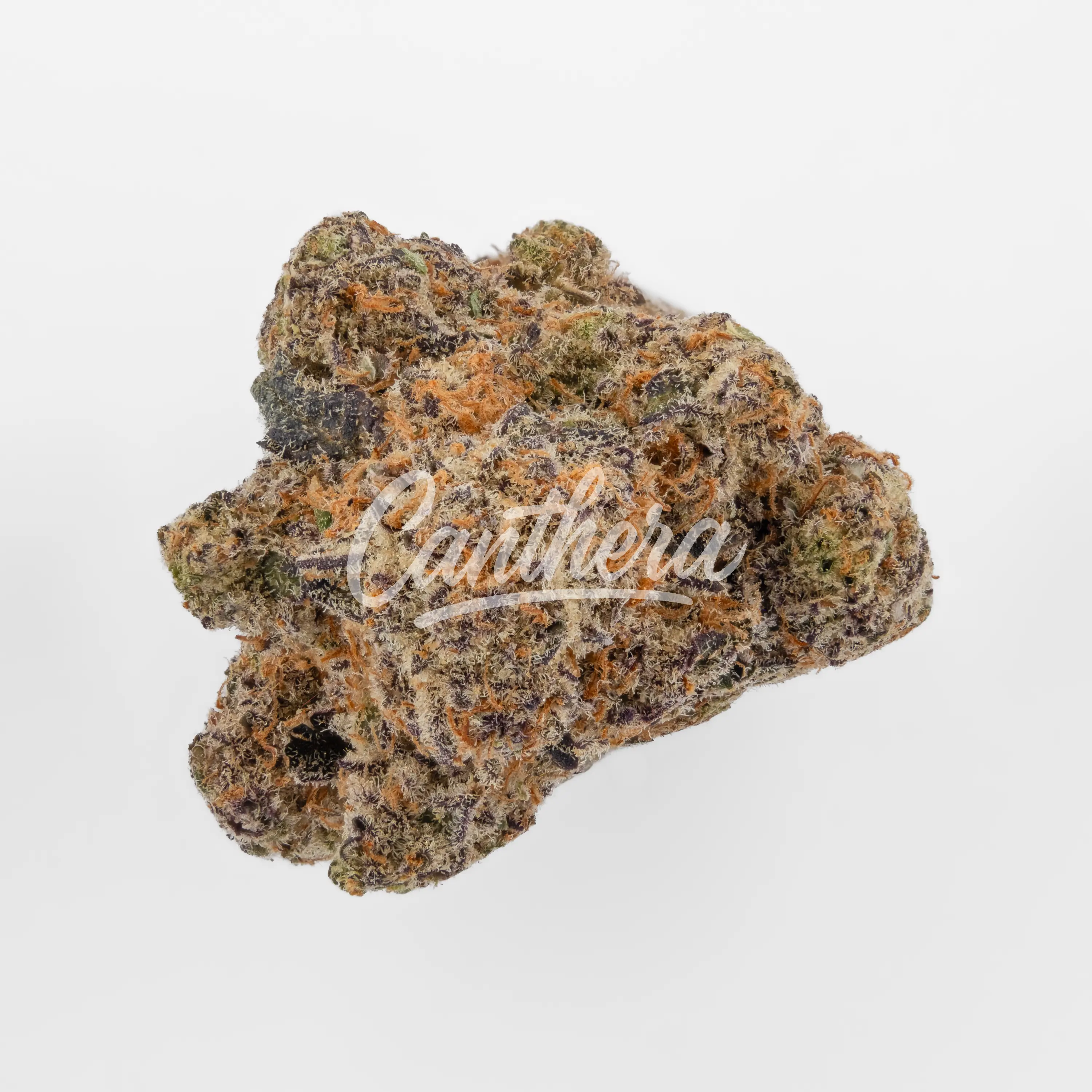 420 Evolution 27/1 CA MMI- Miracle Mint Nahaufnahme einer medizinischen Cannabisblüte