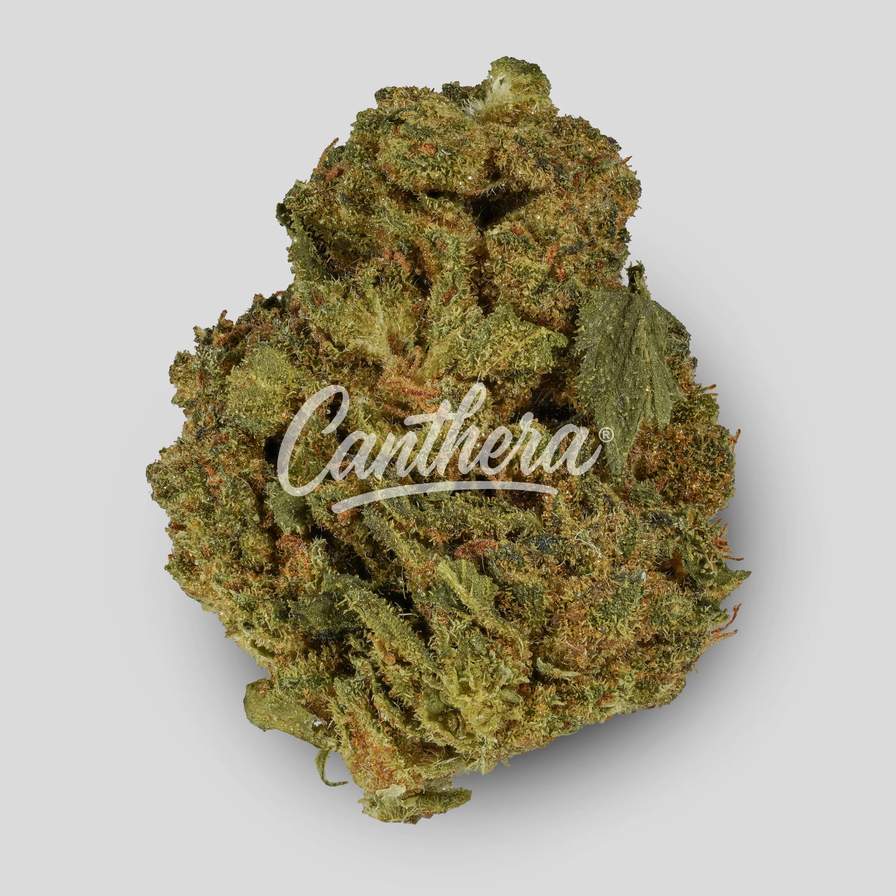 Canthera Budget LIB 24/1 - Liberty Haze Canthera Budget LIB 24/1 - Liberty Haze