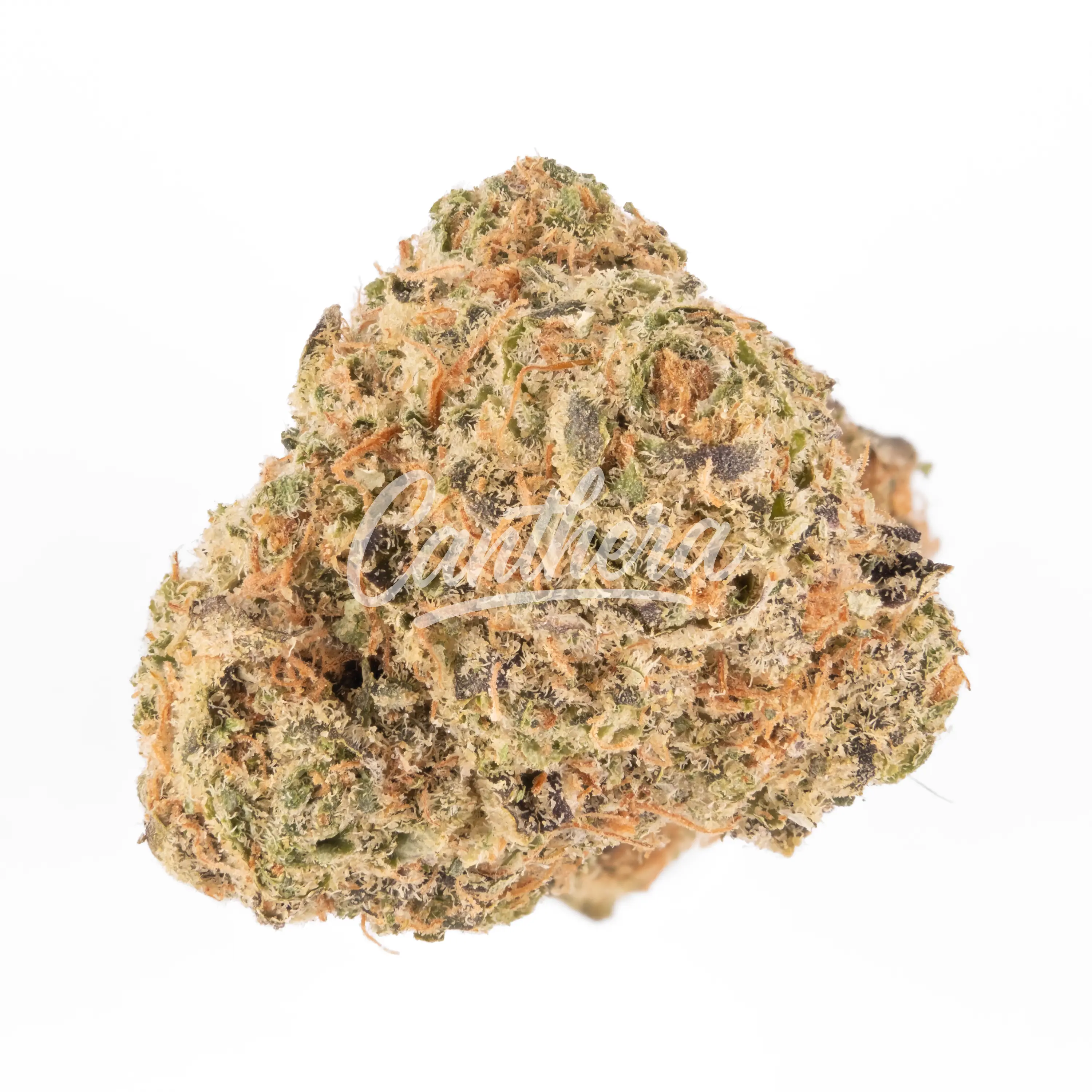 Avaay Signature 28/1 WB - Waffle Bites Avaay Signature 28/1 WB - Waffle Bites