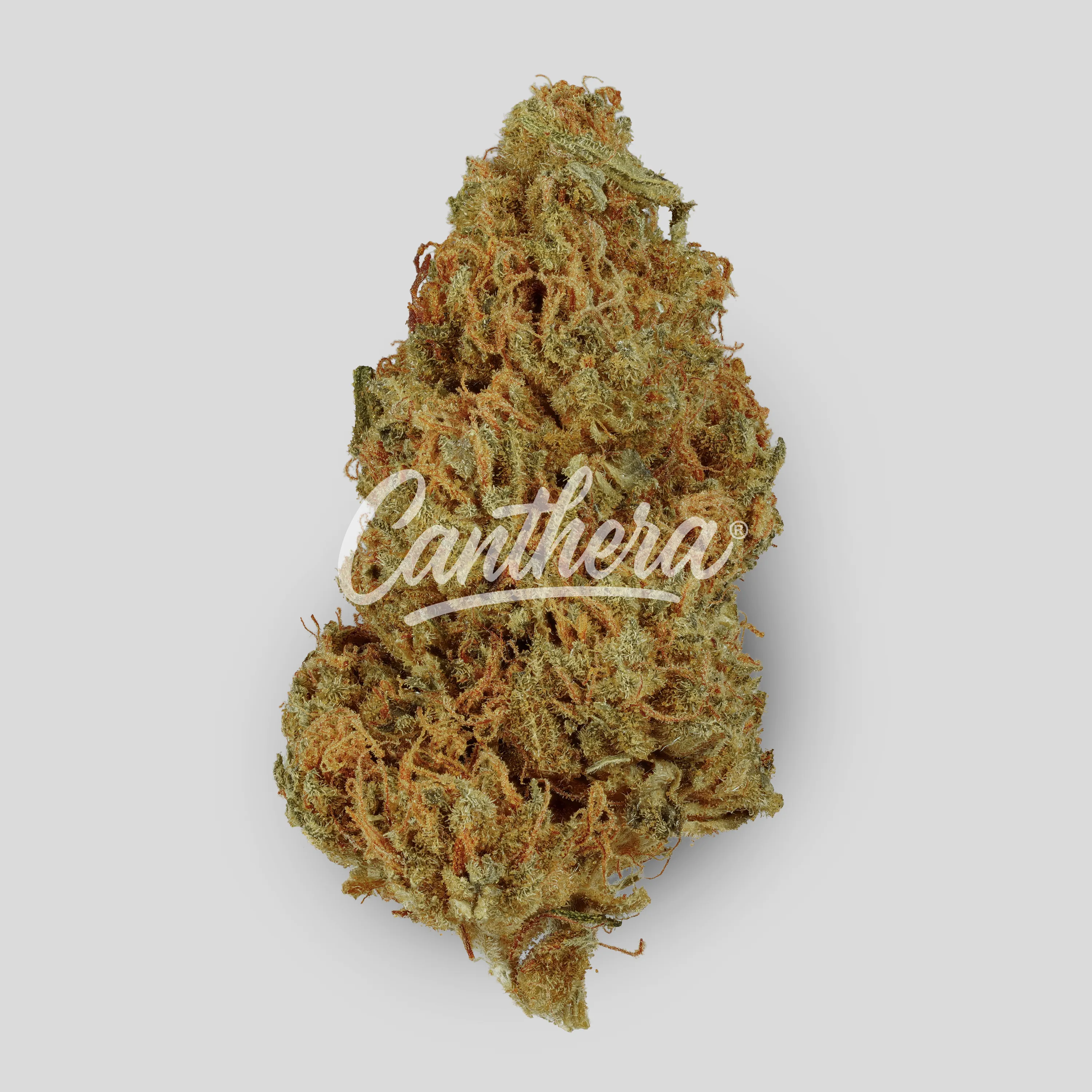 Wellford Luma 26/1 ZA SOC - Sour OG Cheese