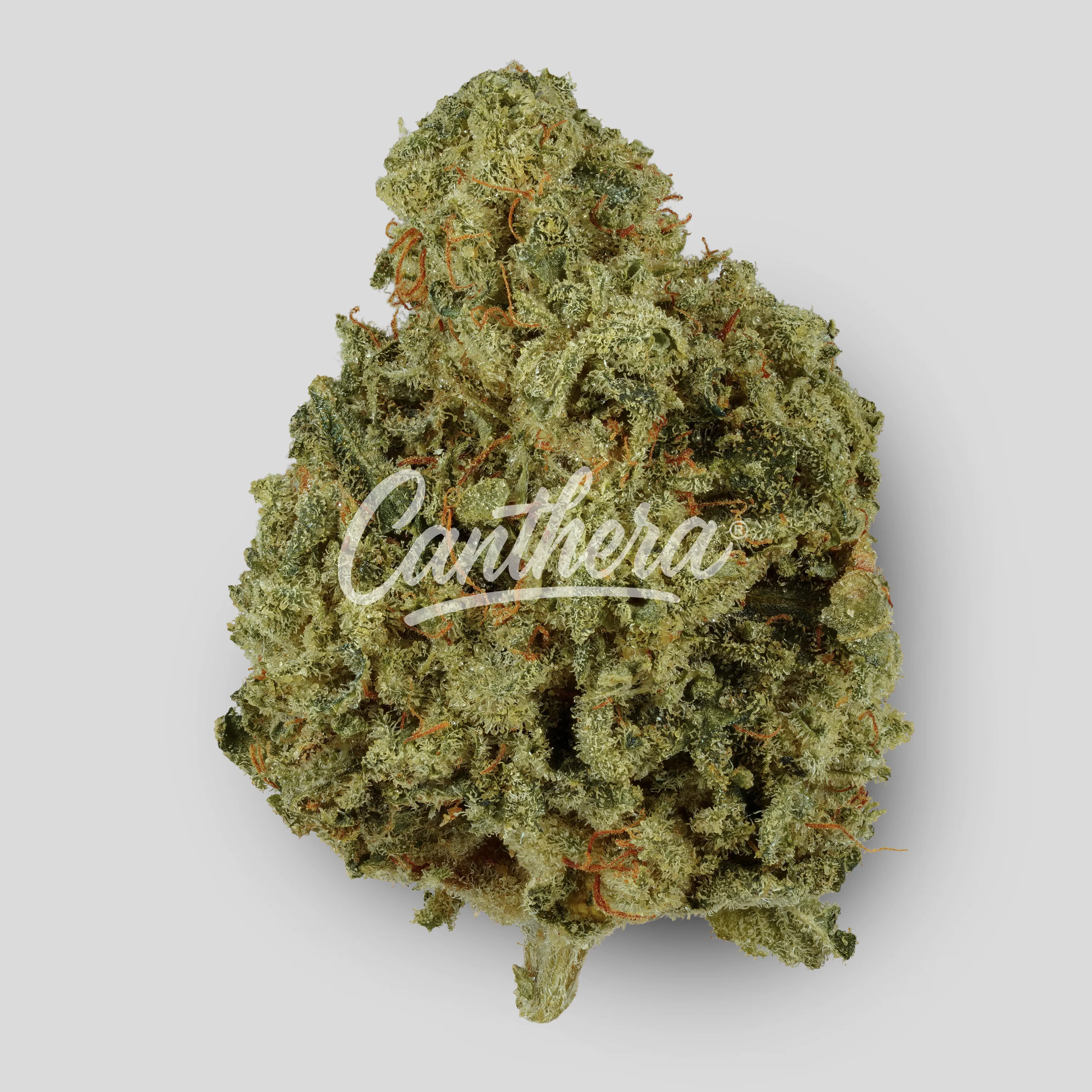 IMC Token GC THC23 - Gorilla's Chocolate IMC Token GC THC23 - Gorilla's Chocolate