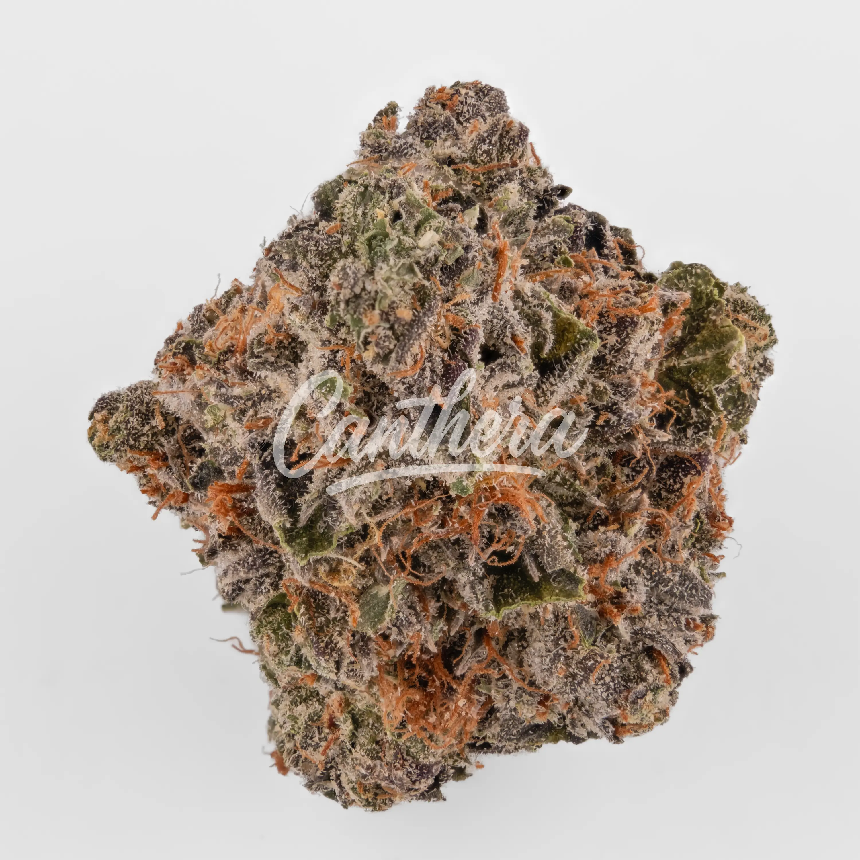 Nimbus easy 22/1 - Gelato Nimbus easy 22/1 - Gelato