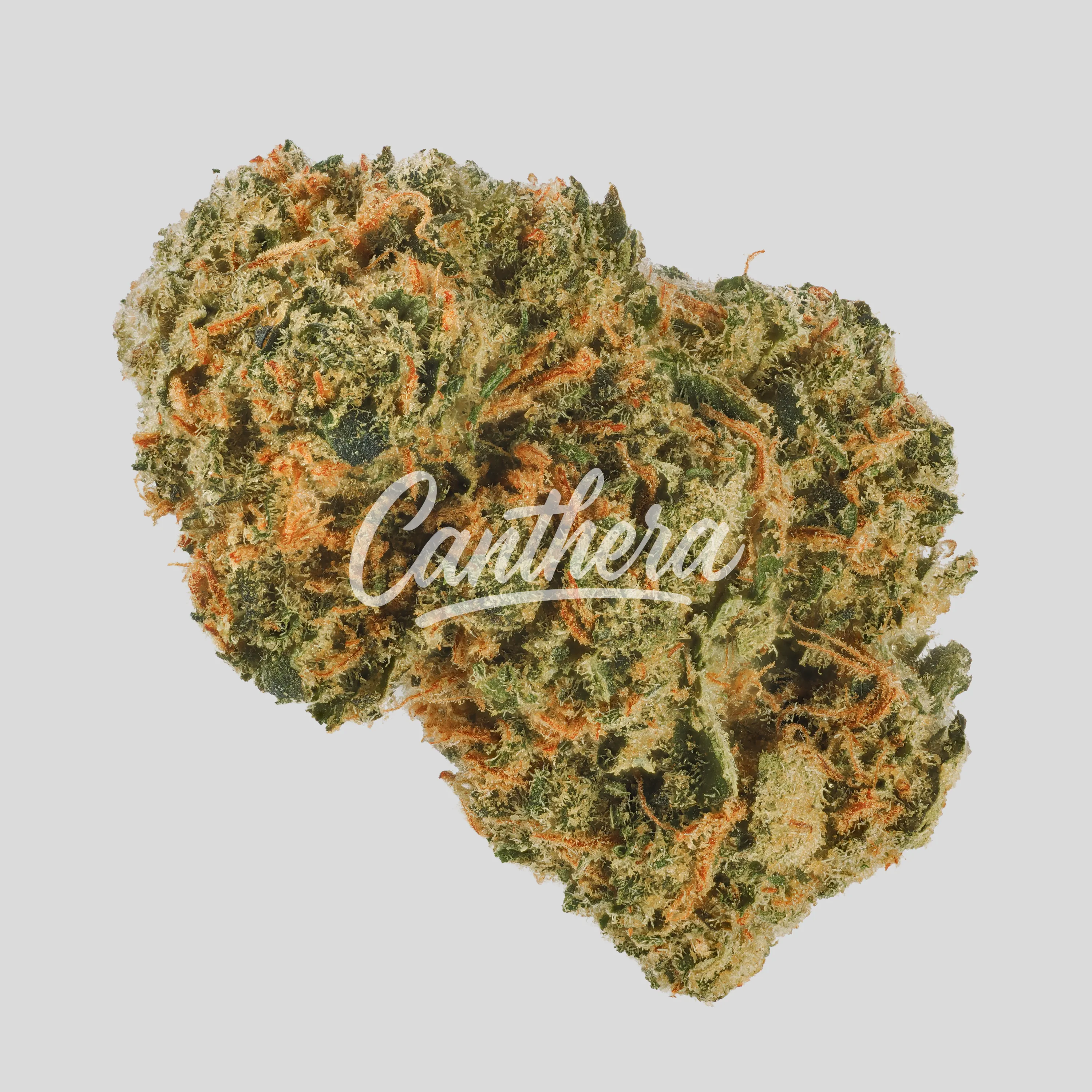 Luana 24/1 Delight - Carnez Citric