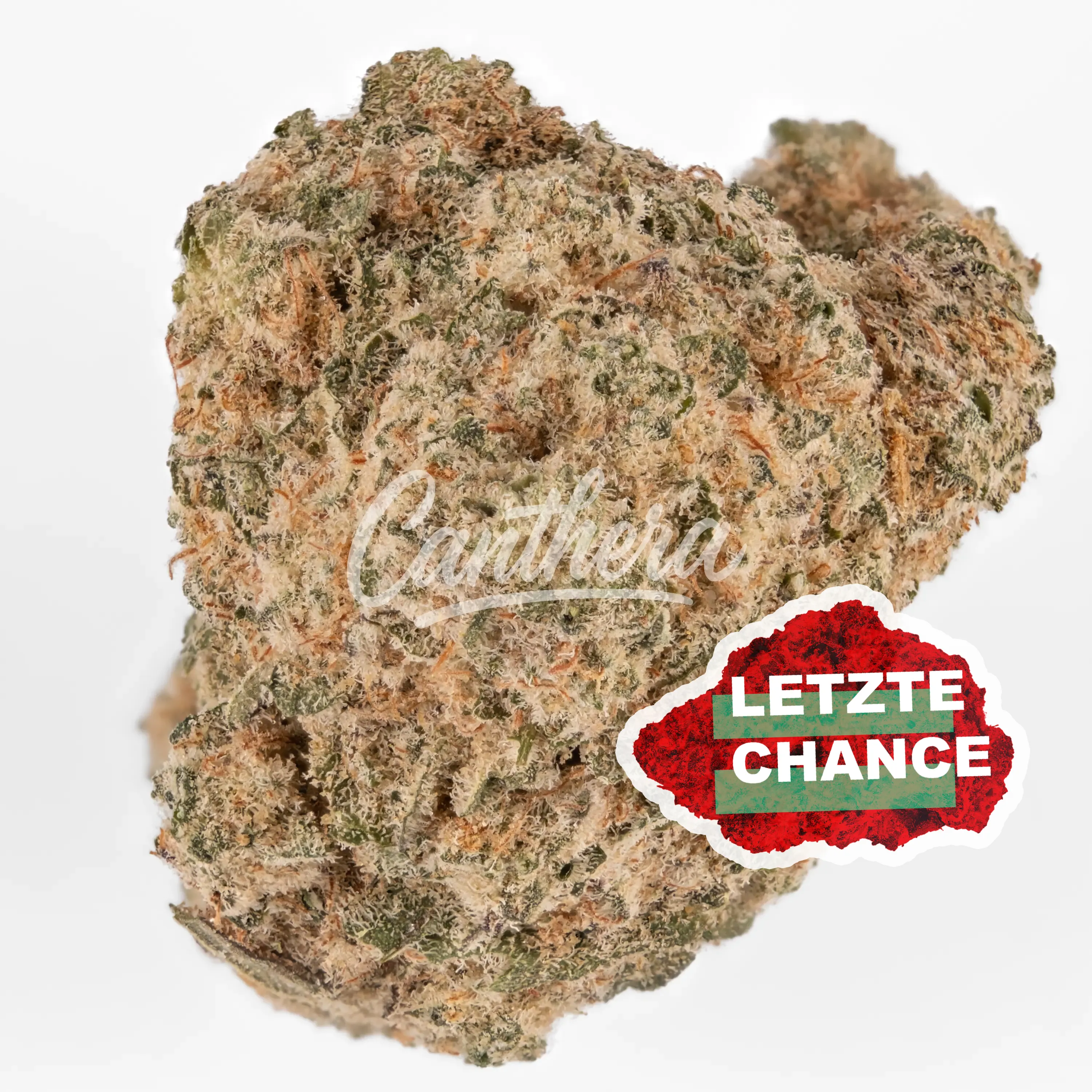 MGF Blue Monkey 26/1