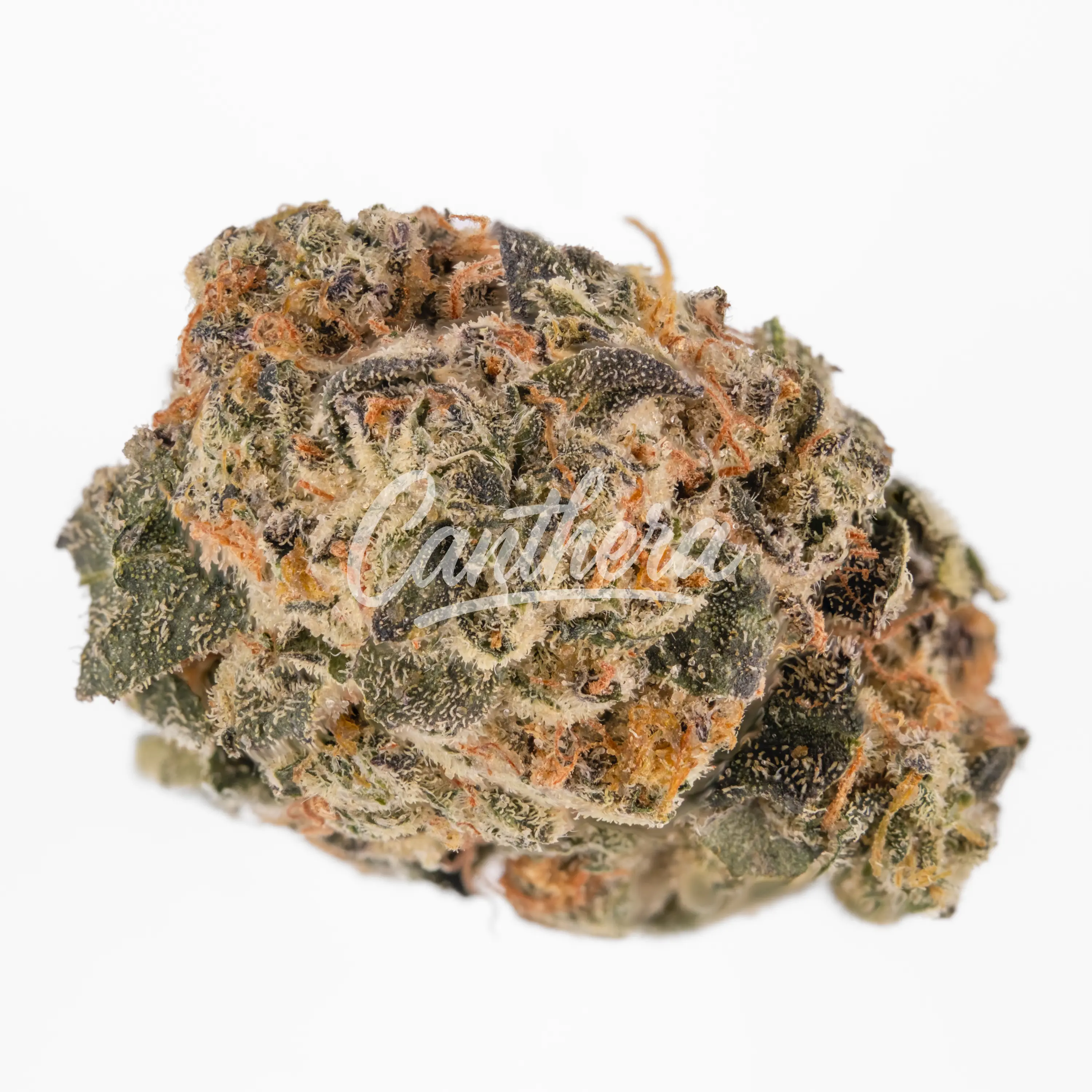 30/1 AMICI Cannabisblüten TR - Tropical Reign 30/1 AMICI Cannabisblüten TR - Tropical Reign