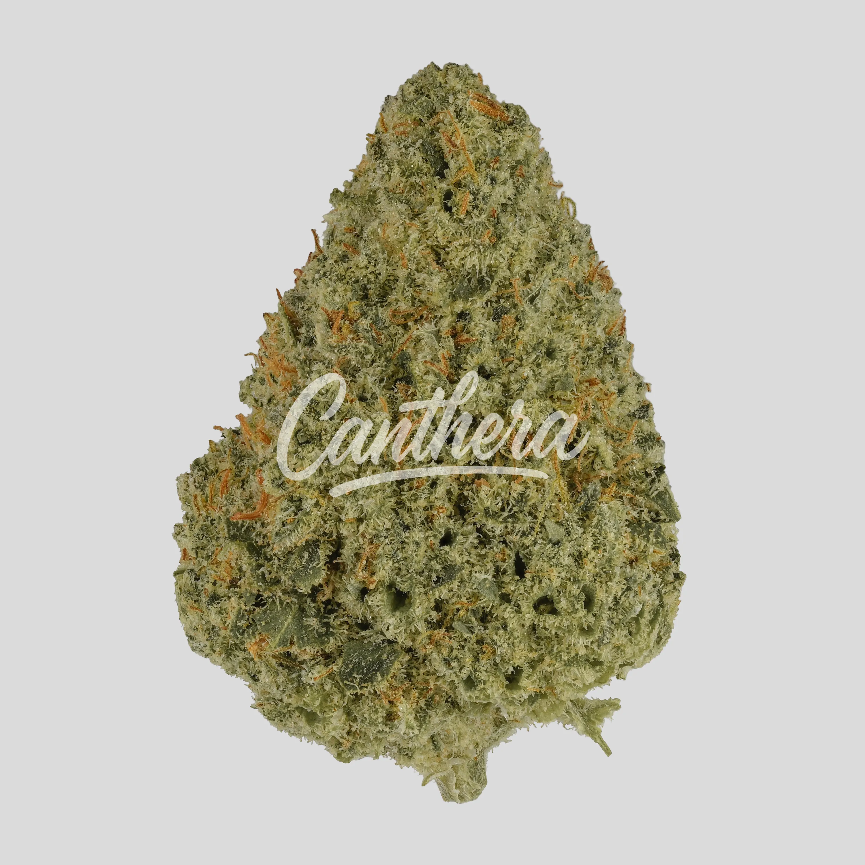 Demecan Core Pulse 27:01 Zativa