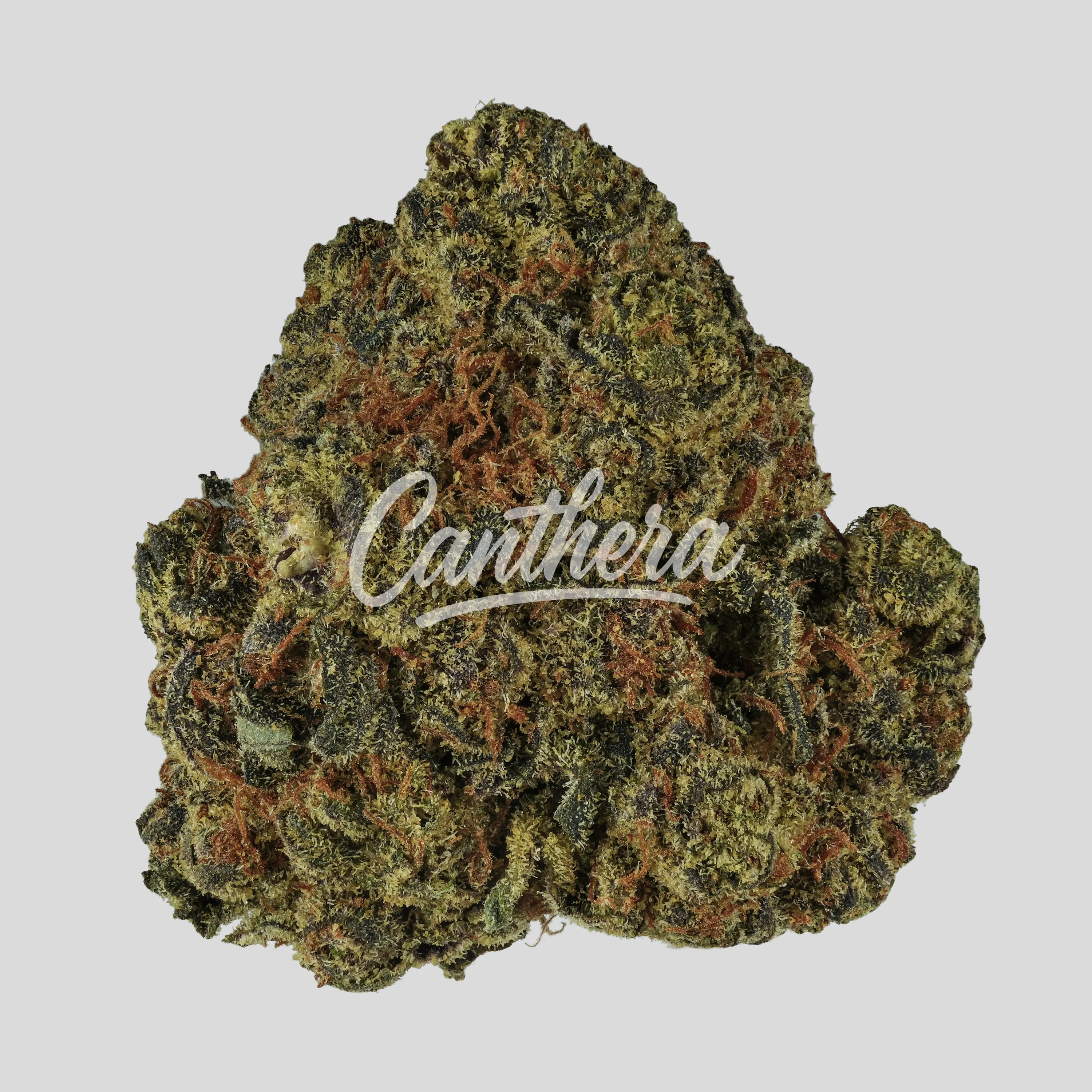 187 Cannabisflower BSCT THC22 - Biscotti 187 Cannabisflower BSCT THC22 - Biscotti