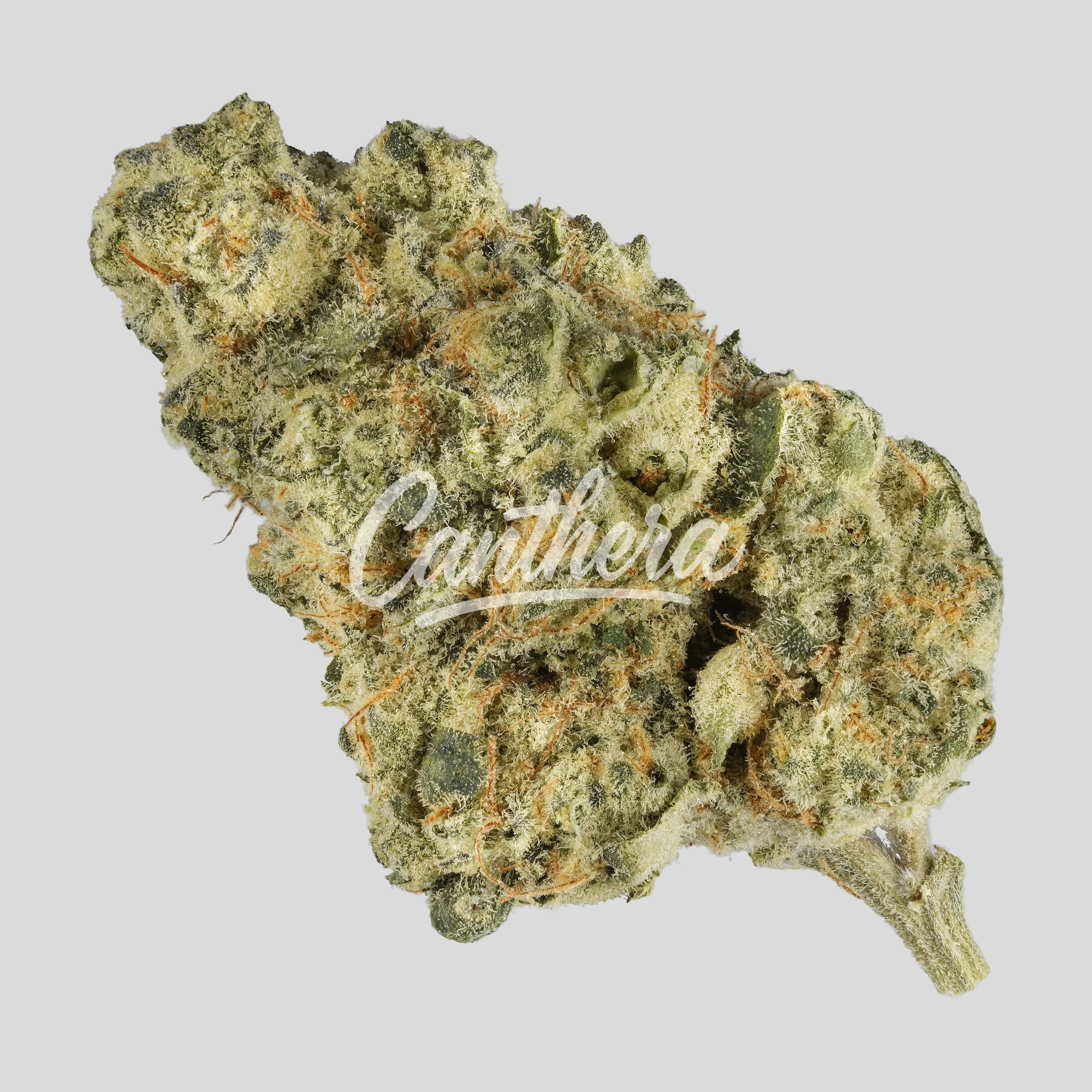 enua 33/1 PS3 CA MYC - Minty Cookies enua 33/1 PS3 CA MYC - Minty Cookies