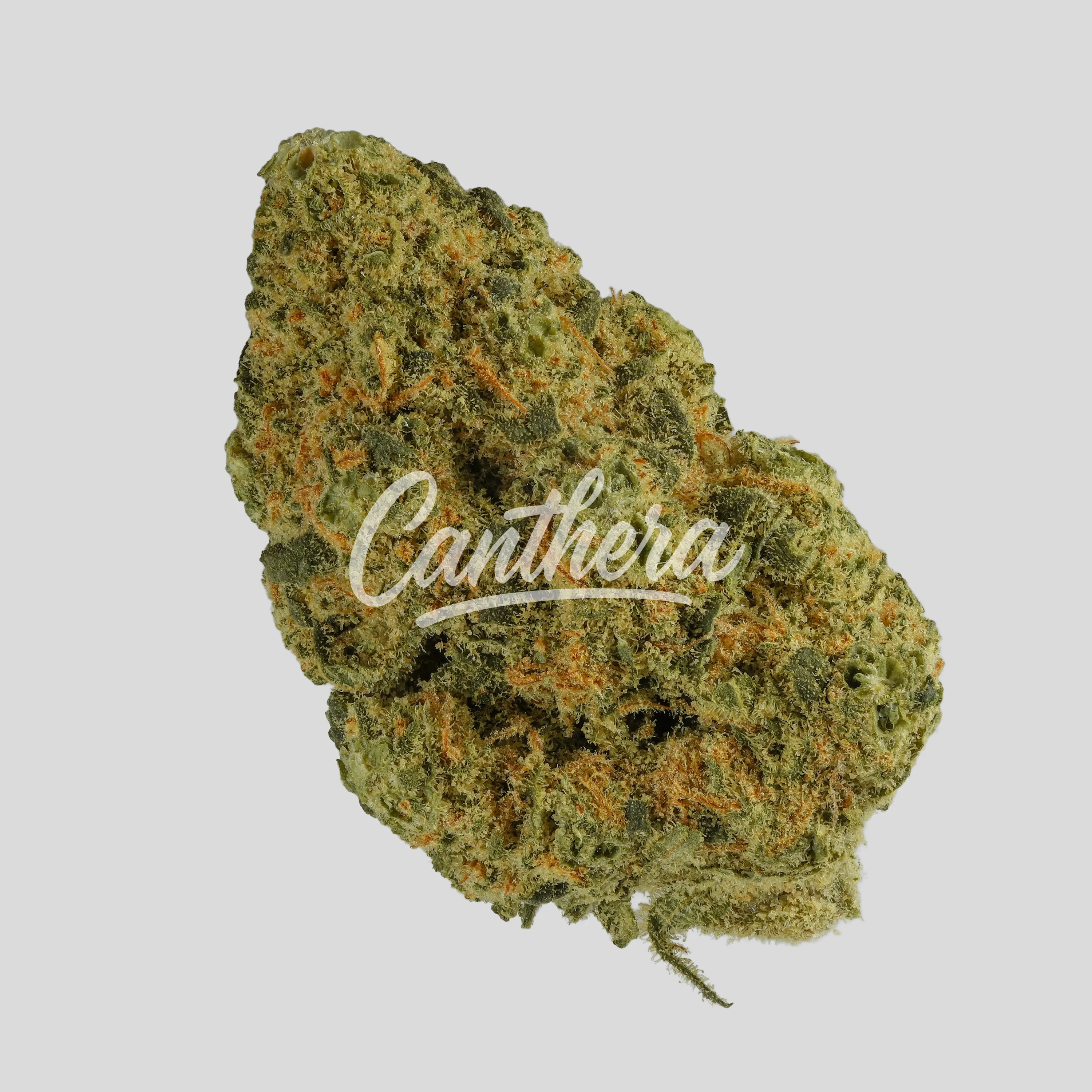 NICE 26/1 CHA - Capri Haze