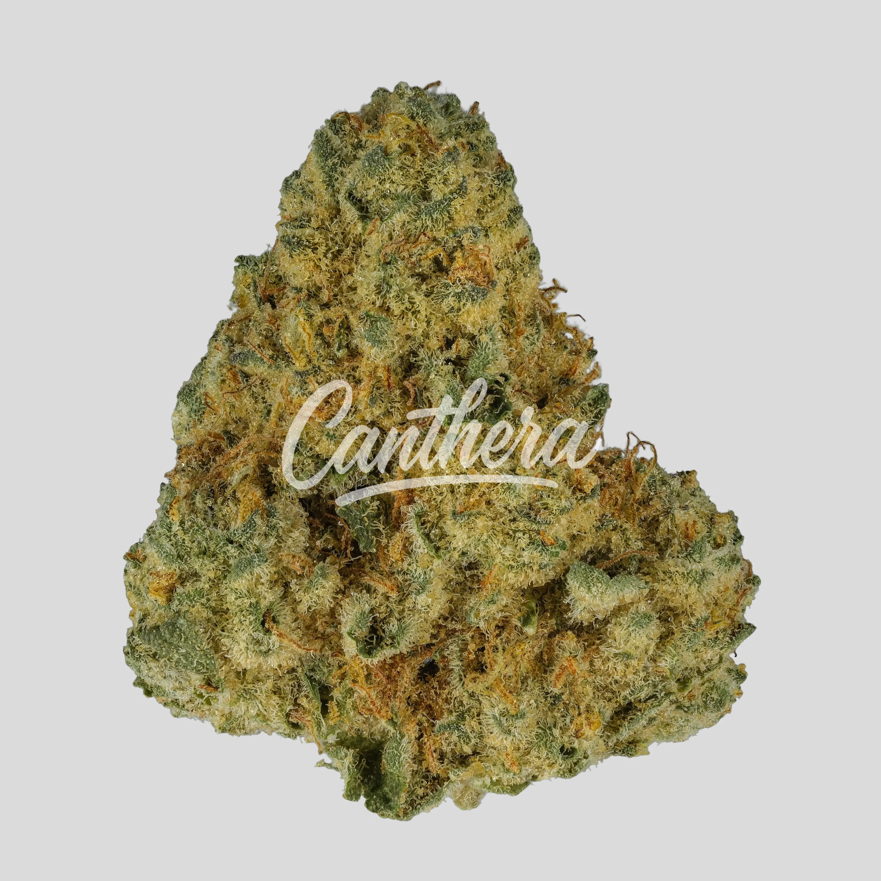 NICE 33/1 WCR - Wedding Crasher