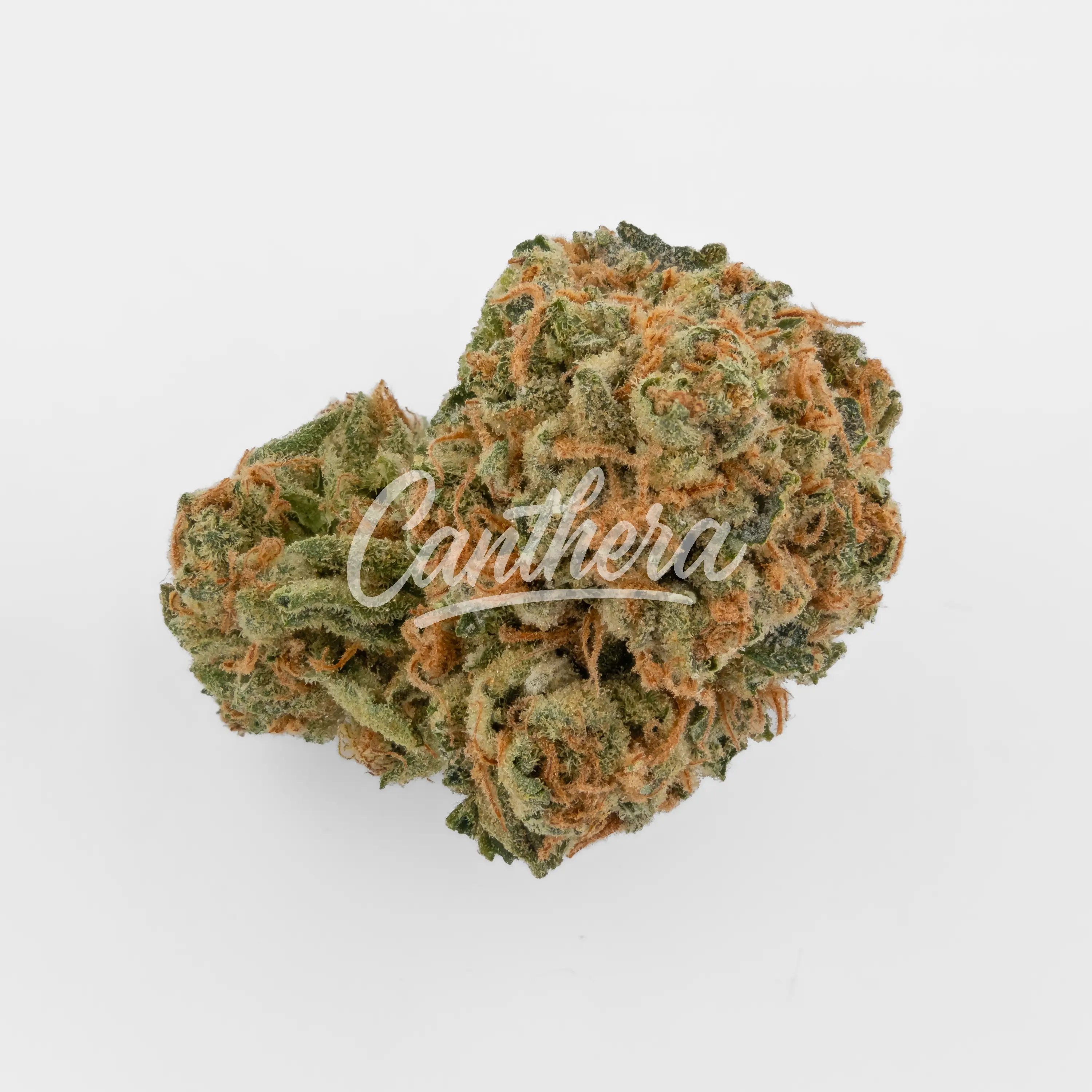 CM 20/1 GRP - Grapefruit Gift Nahaufnahme einer medizinischen Cannabisblüte