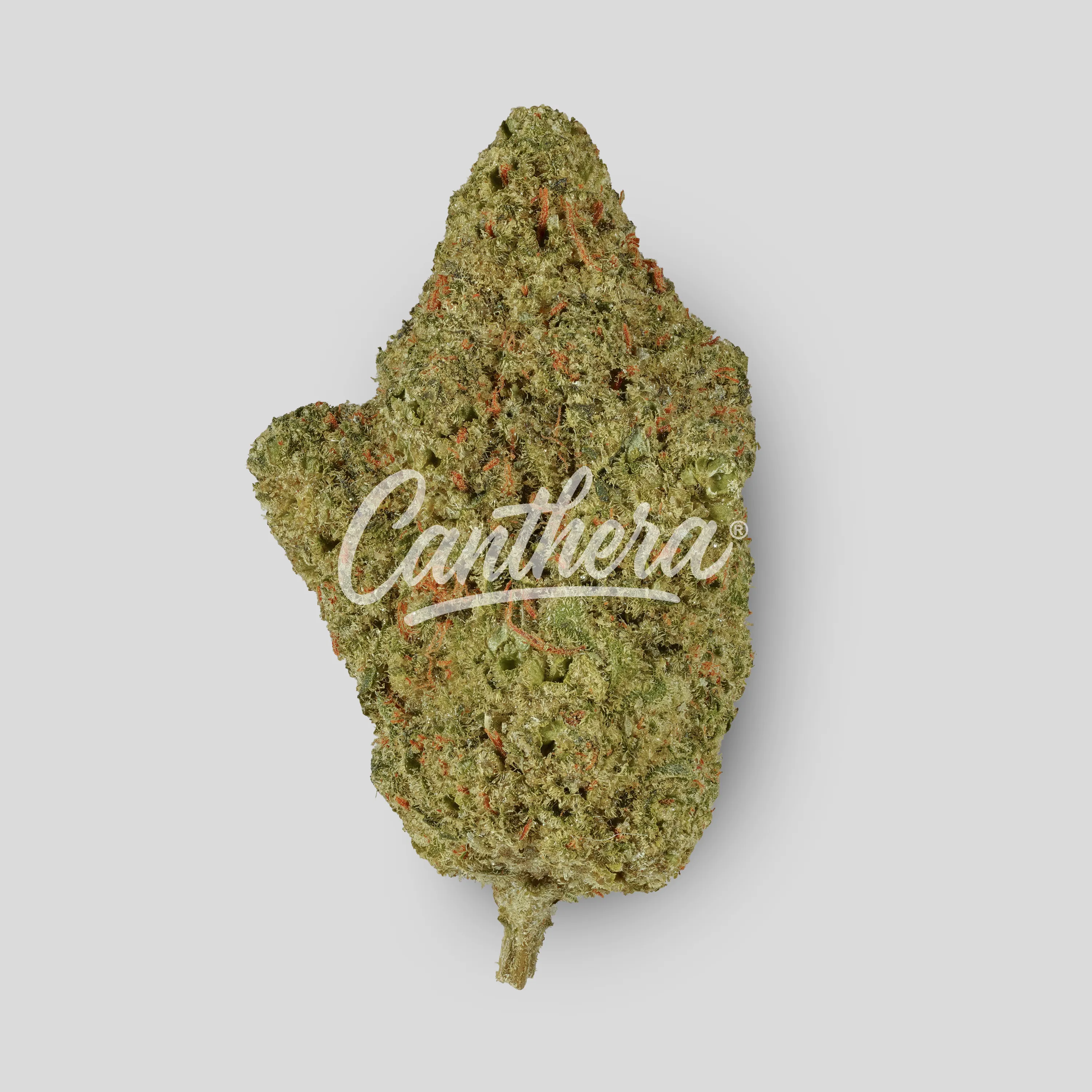 Amici 33/1 STD - Stardawg