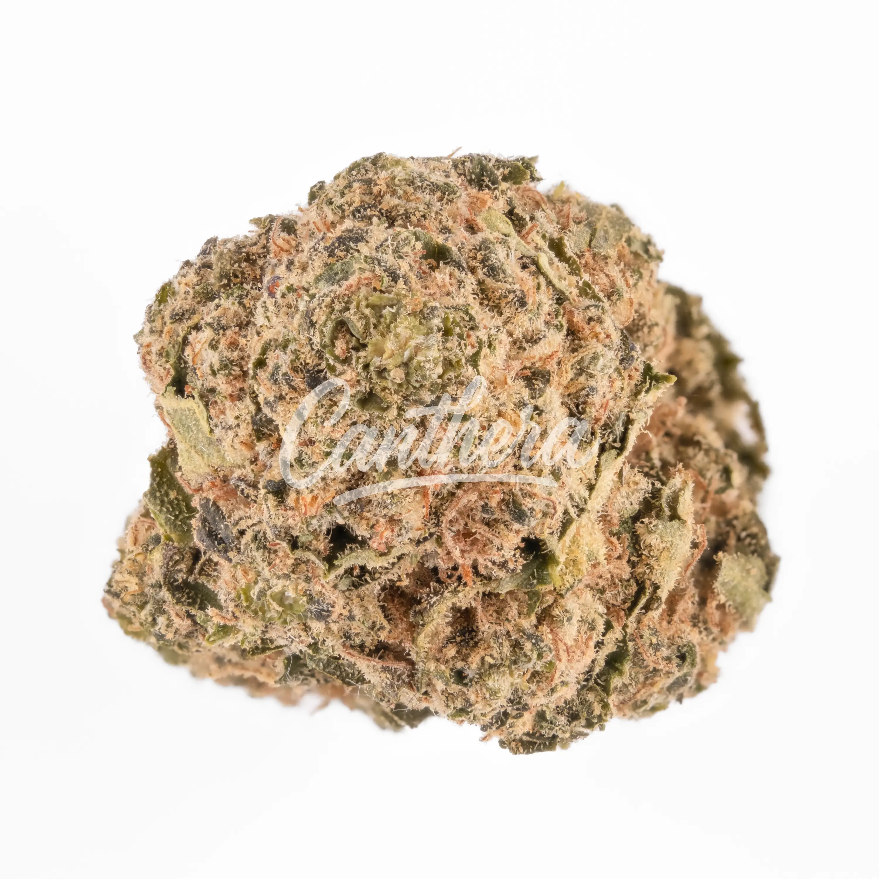 Balancial 18/1 PT-S1 Old Skool