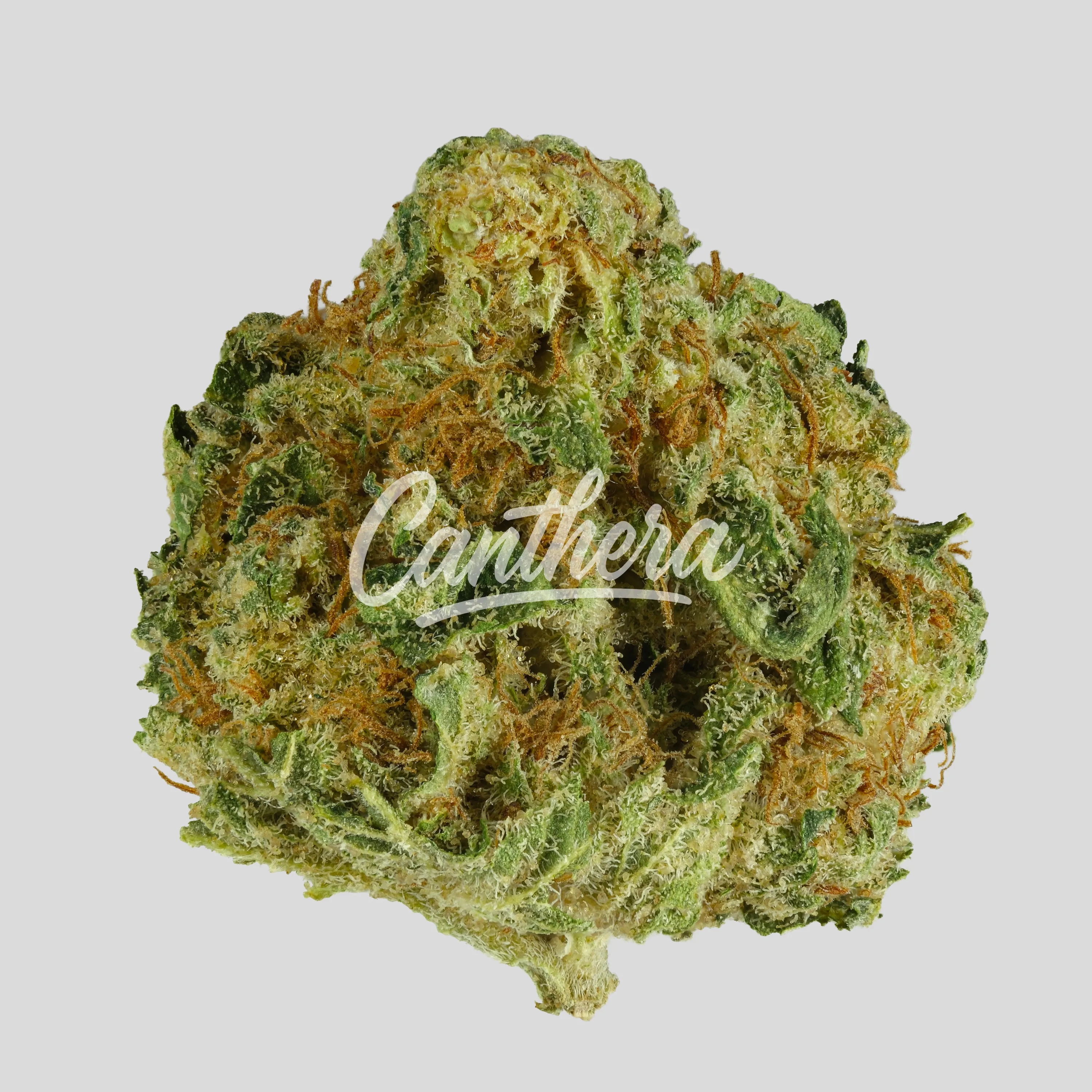 Tweed 19/1 - Gelato 33 Tweed 19/1 - Gelato 33