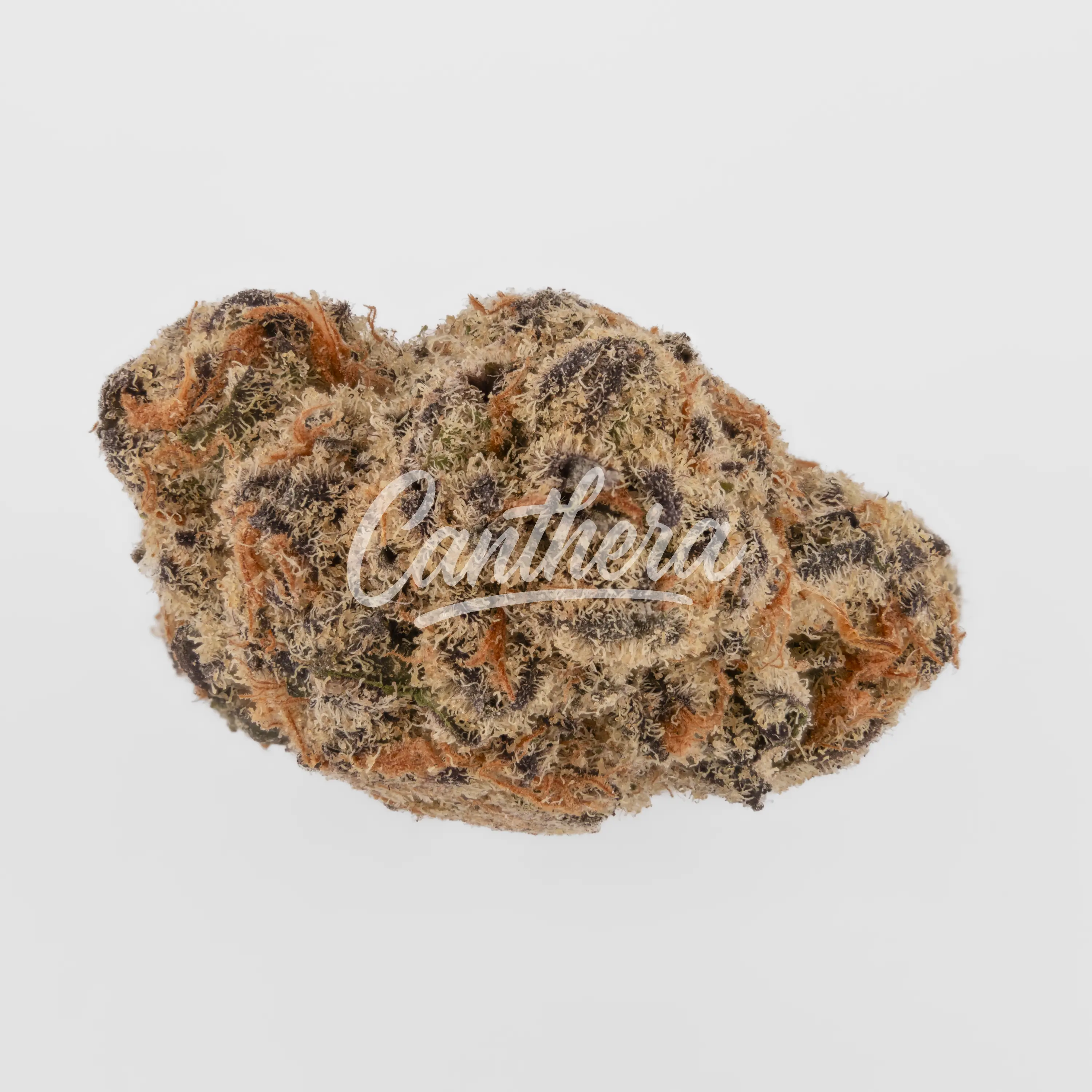 Tweed Glitter Bomb 20/1 Nahaufnahme einer medizinischen Cannabisblüte