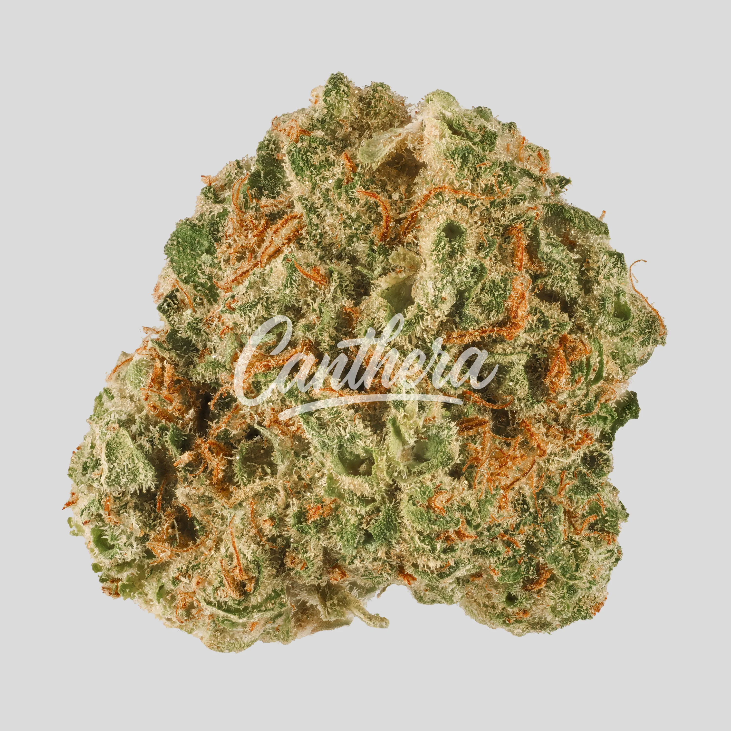 madrecan 21/1 HiFi 4G - MINIS