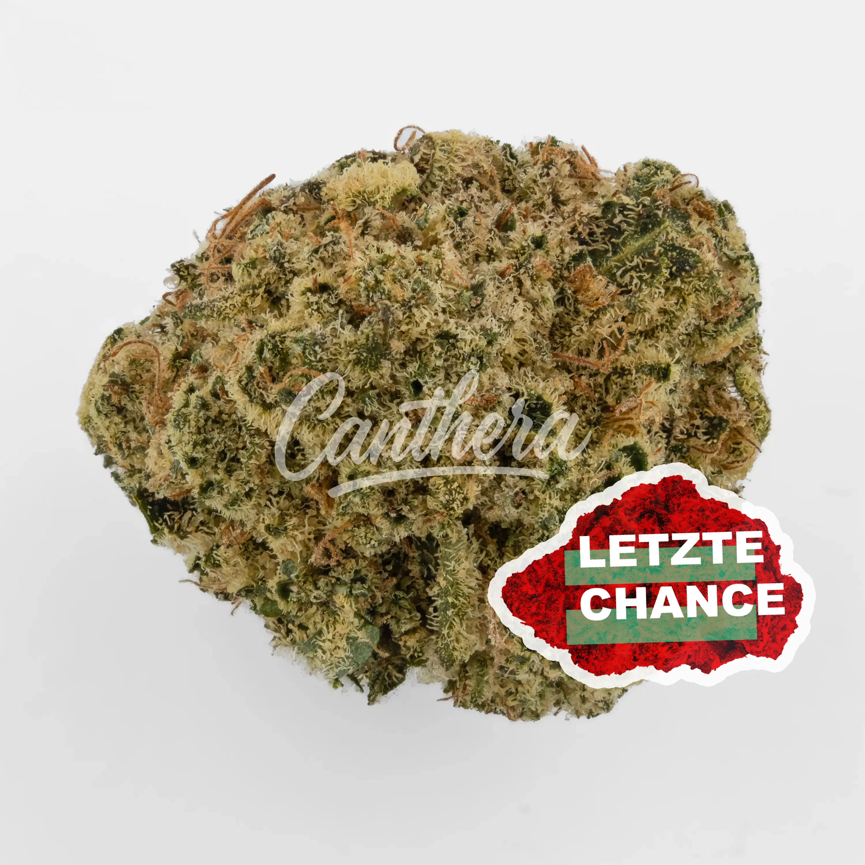 Barongo 24/1 - Banjo